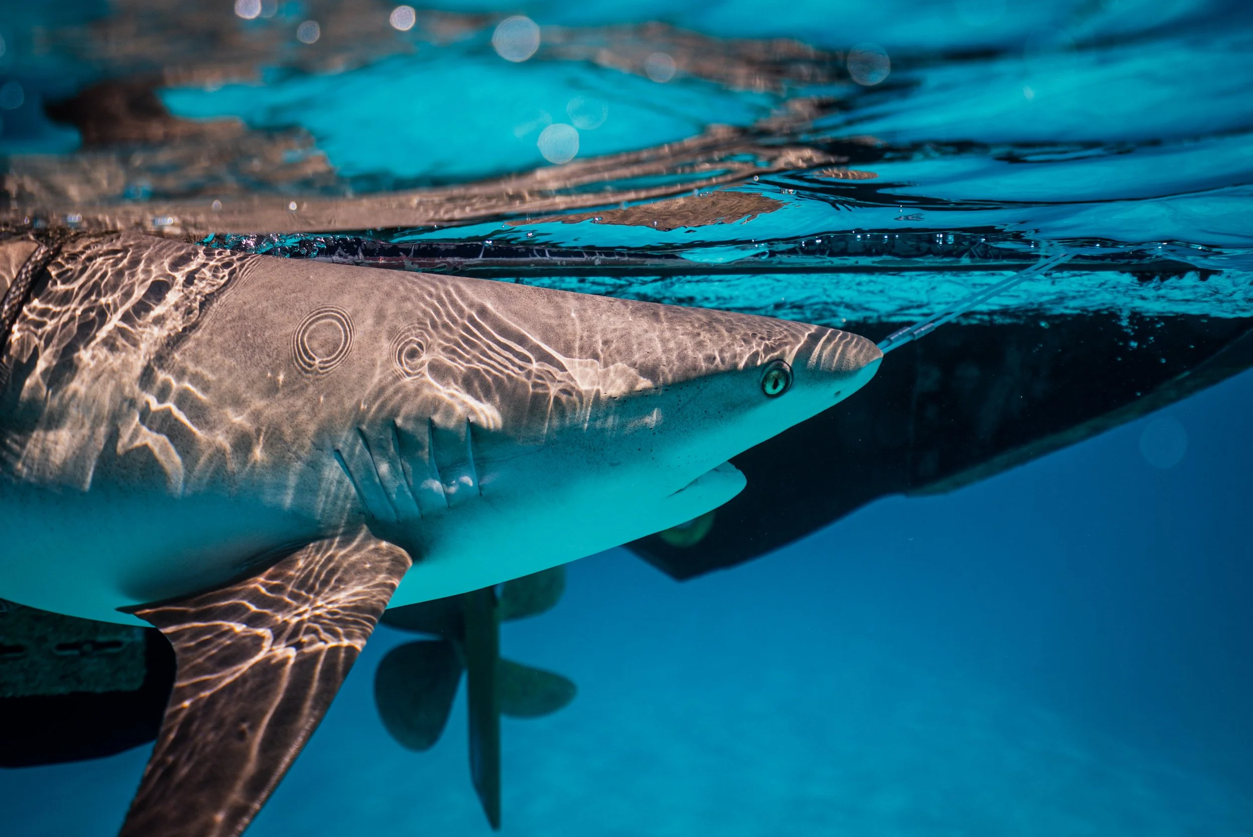 Caribbean reef shark during a scientific tagging procedure.