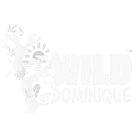 Wild Dominique logo.