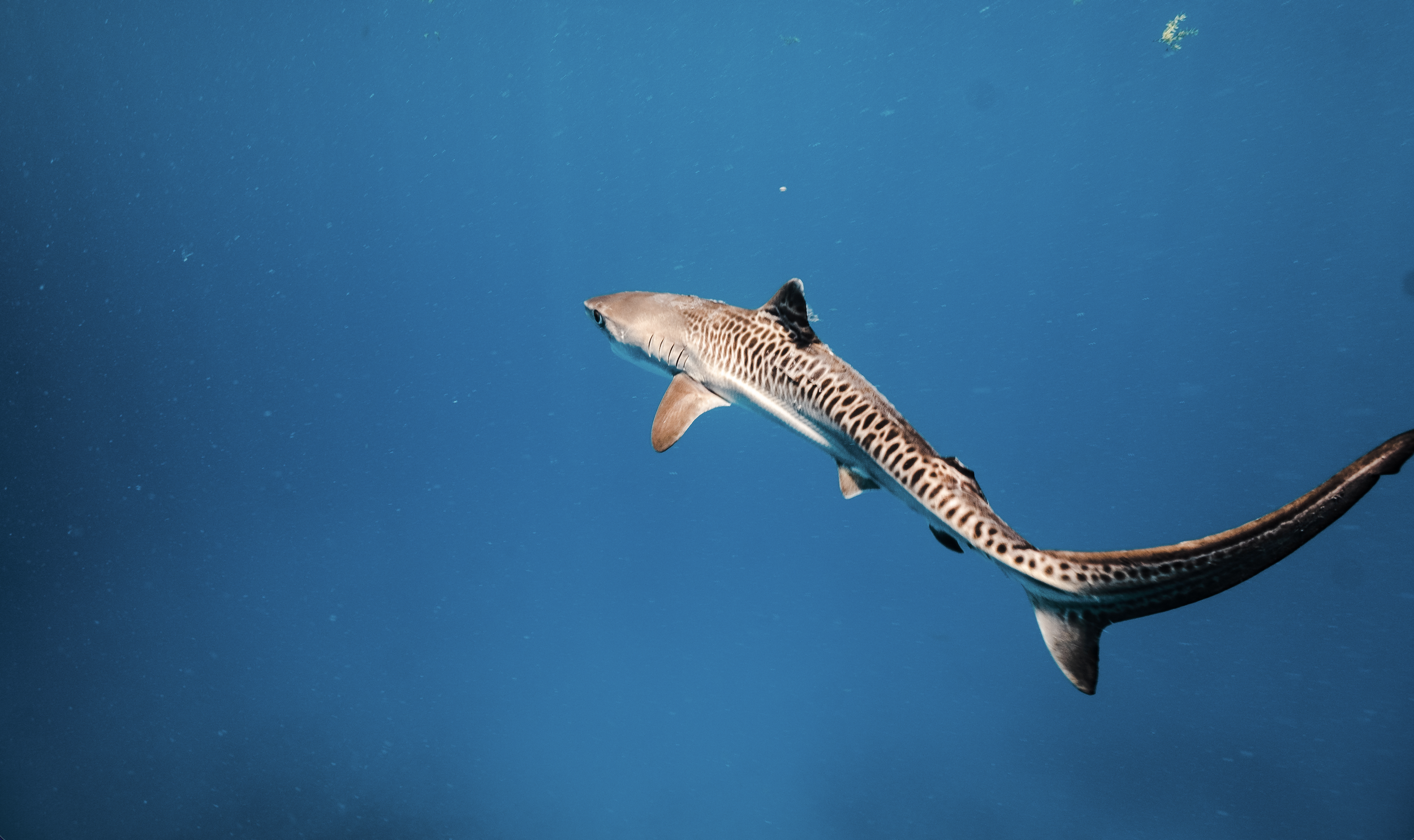Juvenile tiger shark swimming.