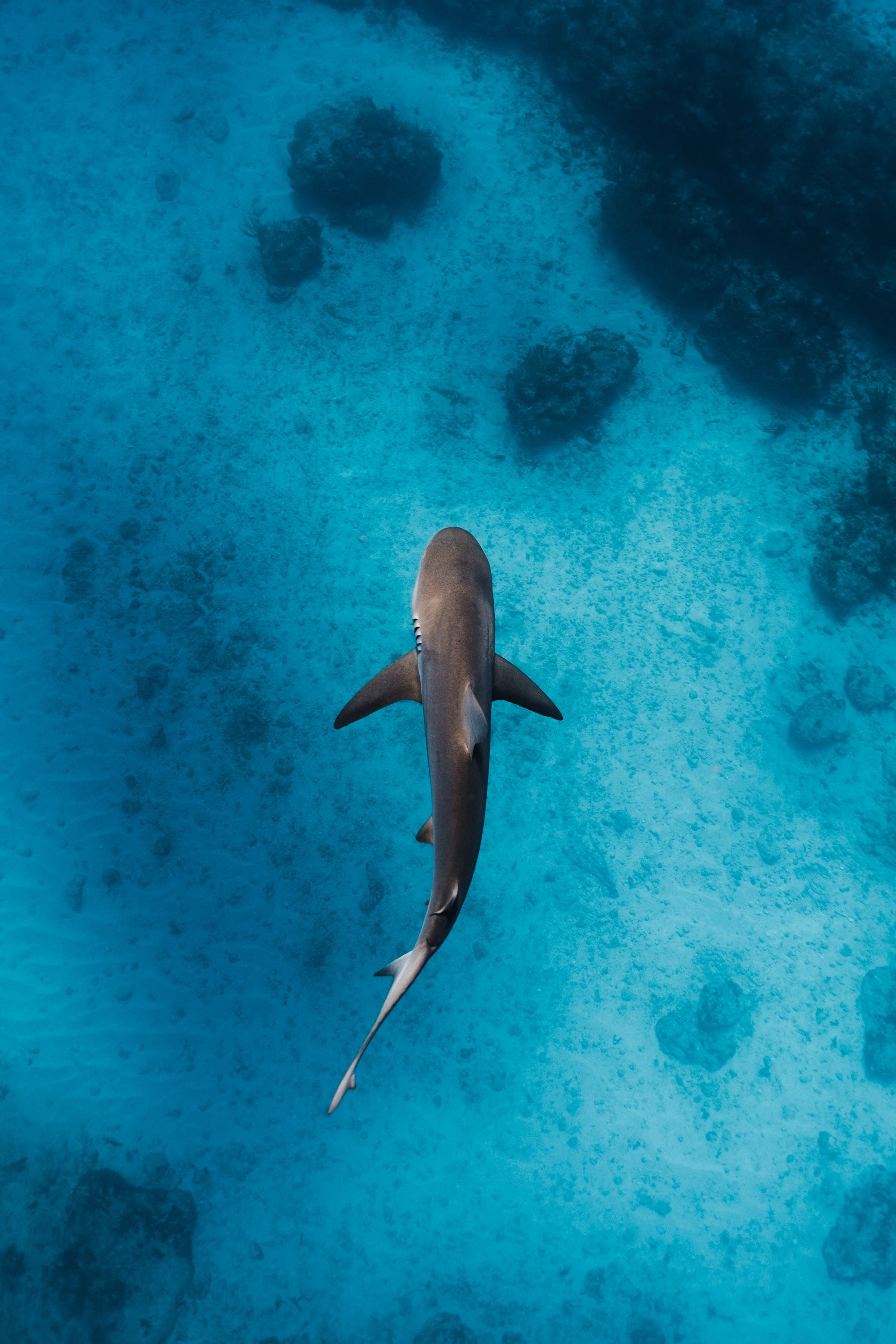 Caribbean reef shark swimming.