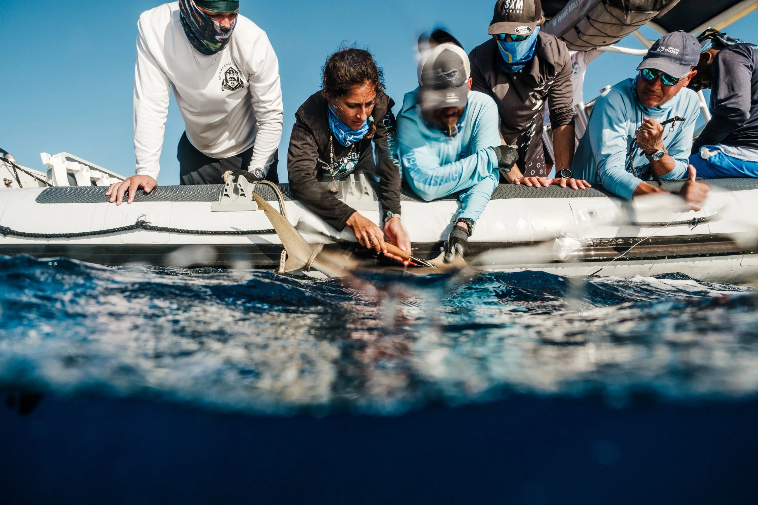Tagging a shark for conservation research.