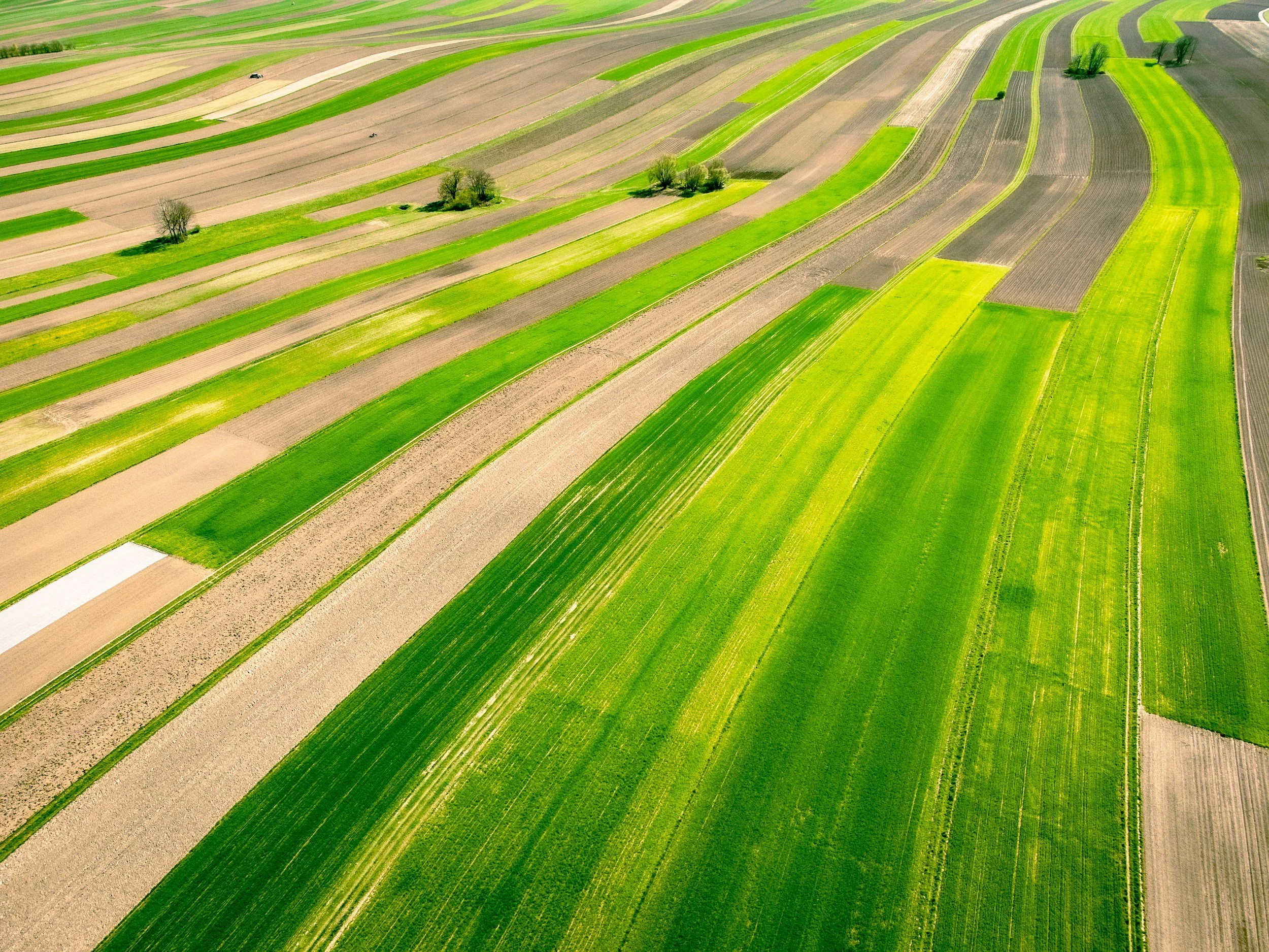 Aerial view of colorful agricultural fields with patches of green and brown, divided by narrow dirt roads, and a few scattered trees.