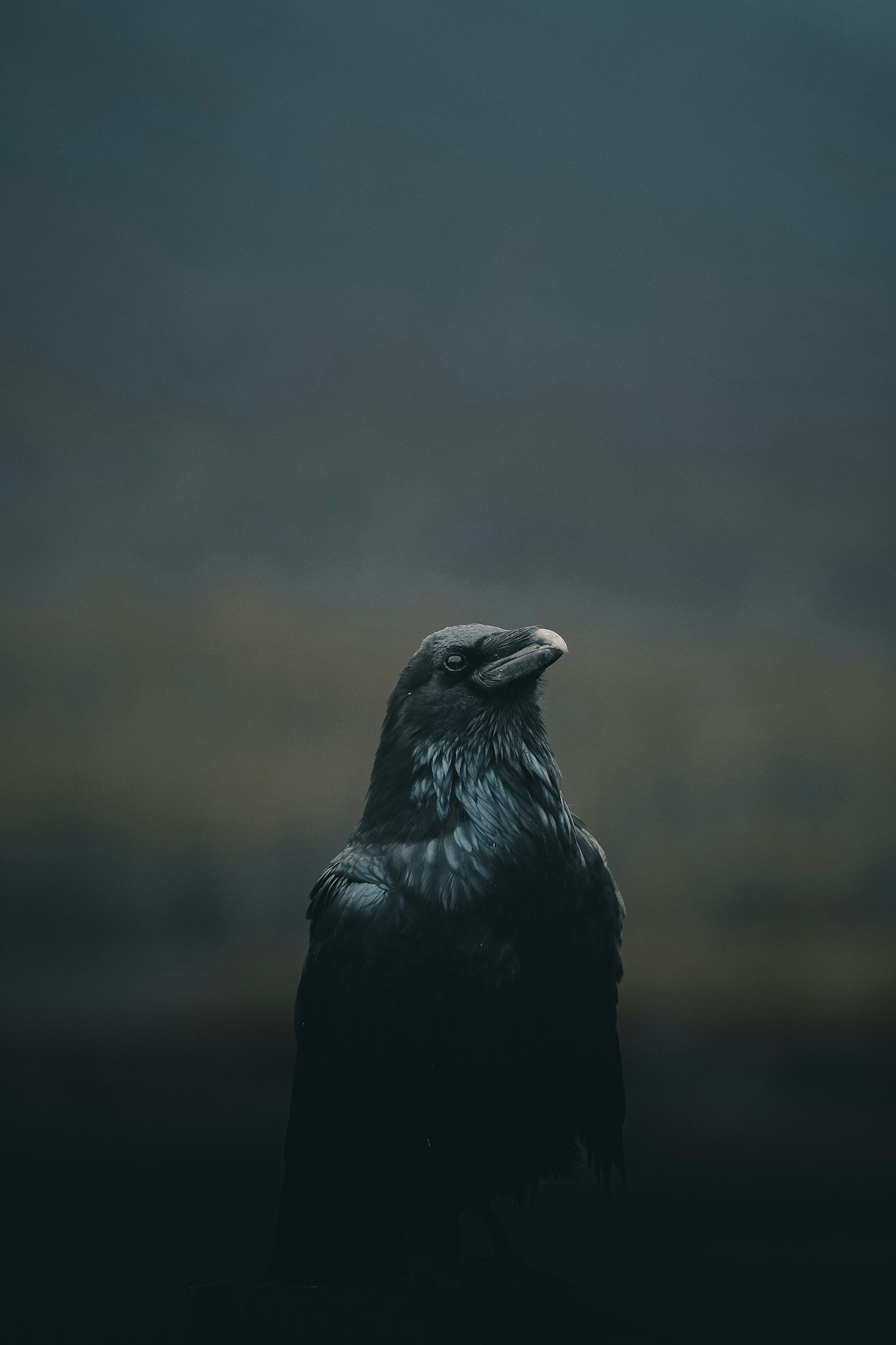 A dark-colored bird, likely a crow or raven, stands against a blurred, dark background with a cloudy sky.