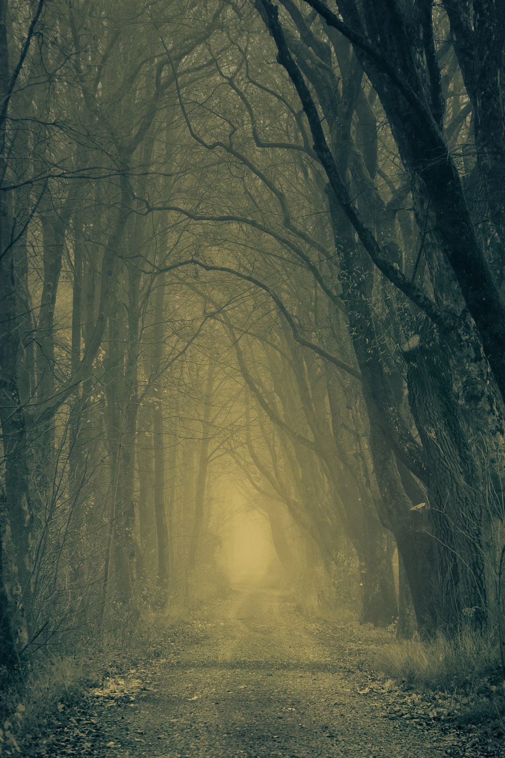 A dirt path in a dense, foggy forest surrounded by tall, leafless trees with twisting branches, illuminated by soft, diffused sunlight.