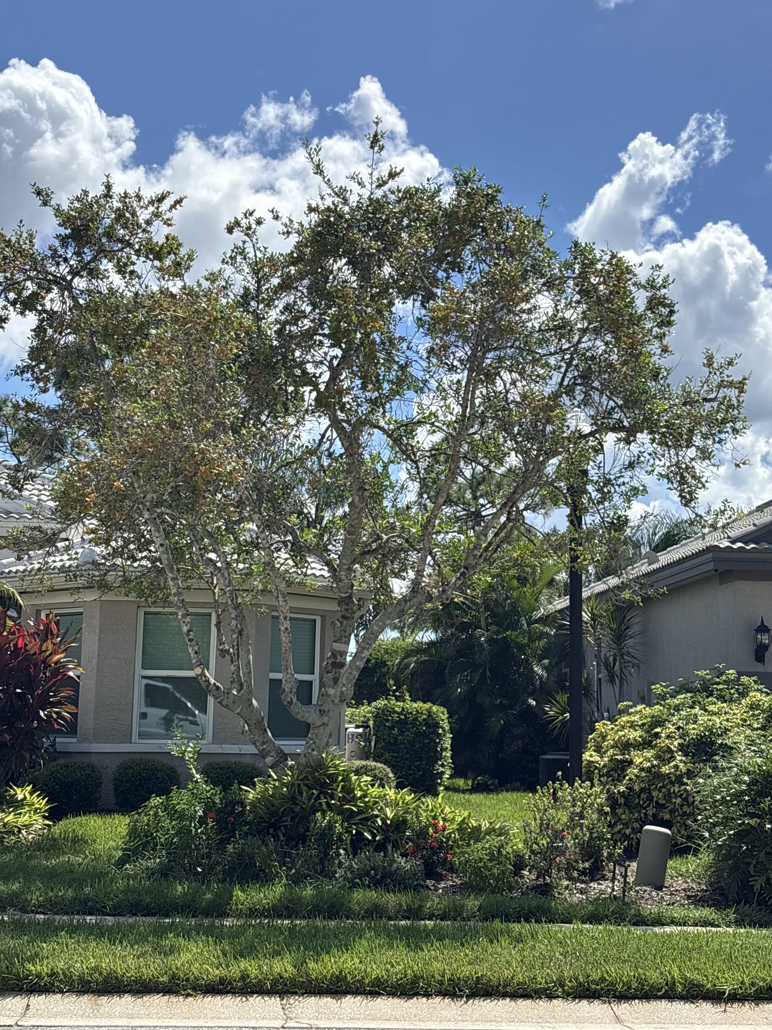 A residential front yard with a tall tree, well-maintained green grass, various plants and bushes, a house with large windows, and a street curb in the foreground, under a partly cloudy blue sky.