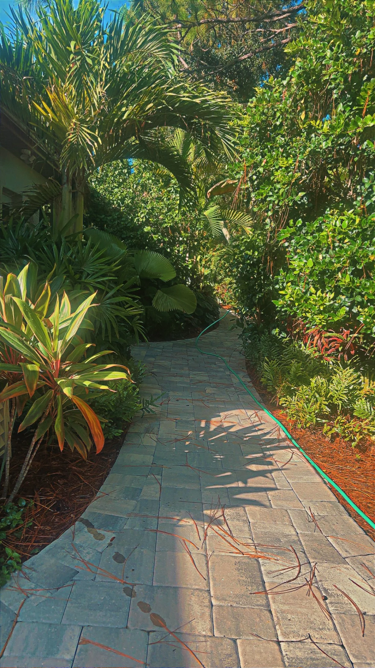 A stone pathway winding through a lush, green garden with various tropical plants and trees, with sunlight filtering through the foliage.