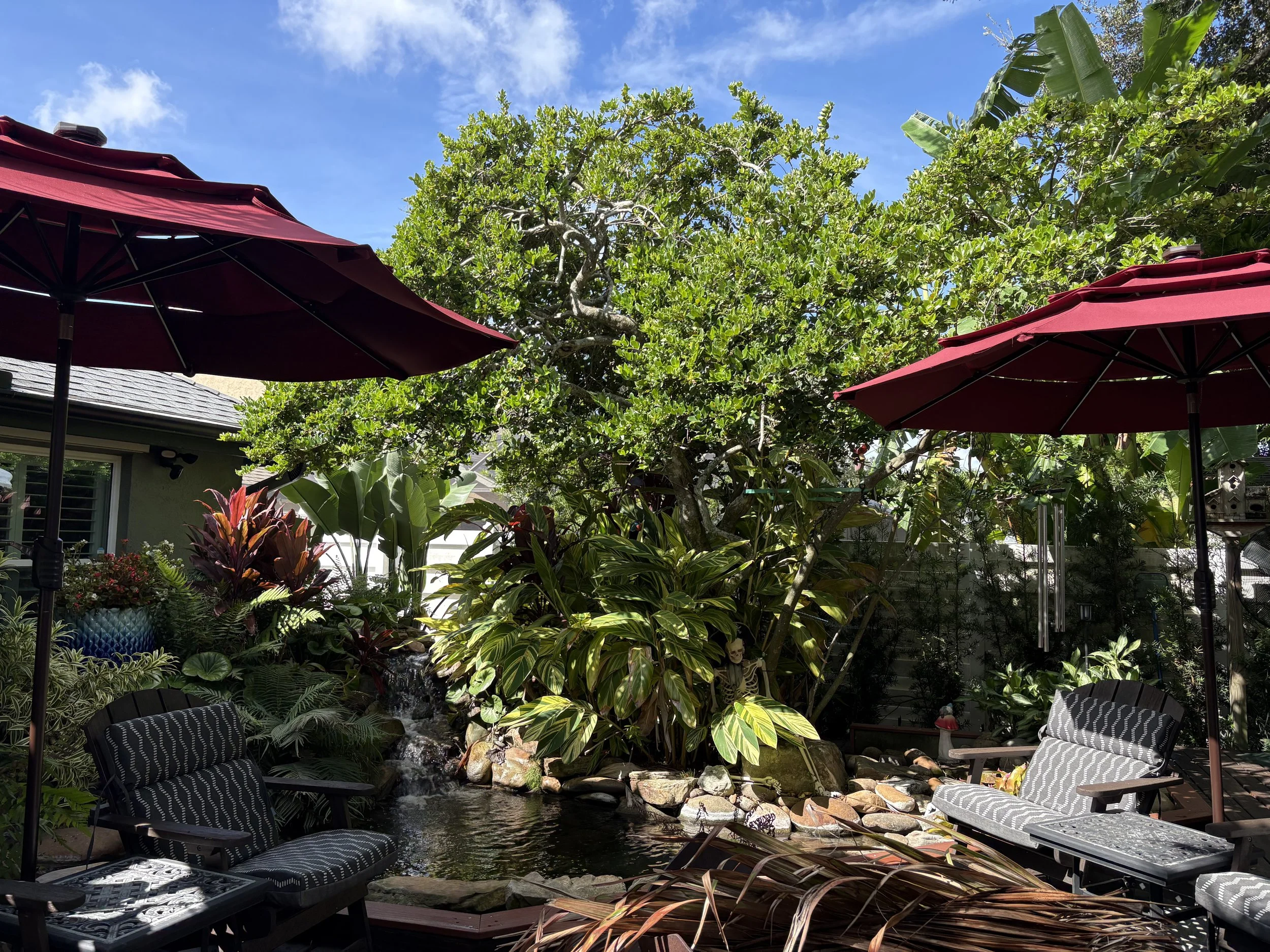 A backyard garden with a pond surrounded by lush green plants, trees, and flowers. There are two black chairs and two red umbrellas providing shade.