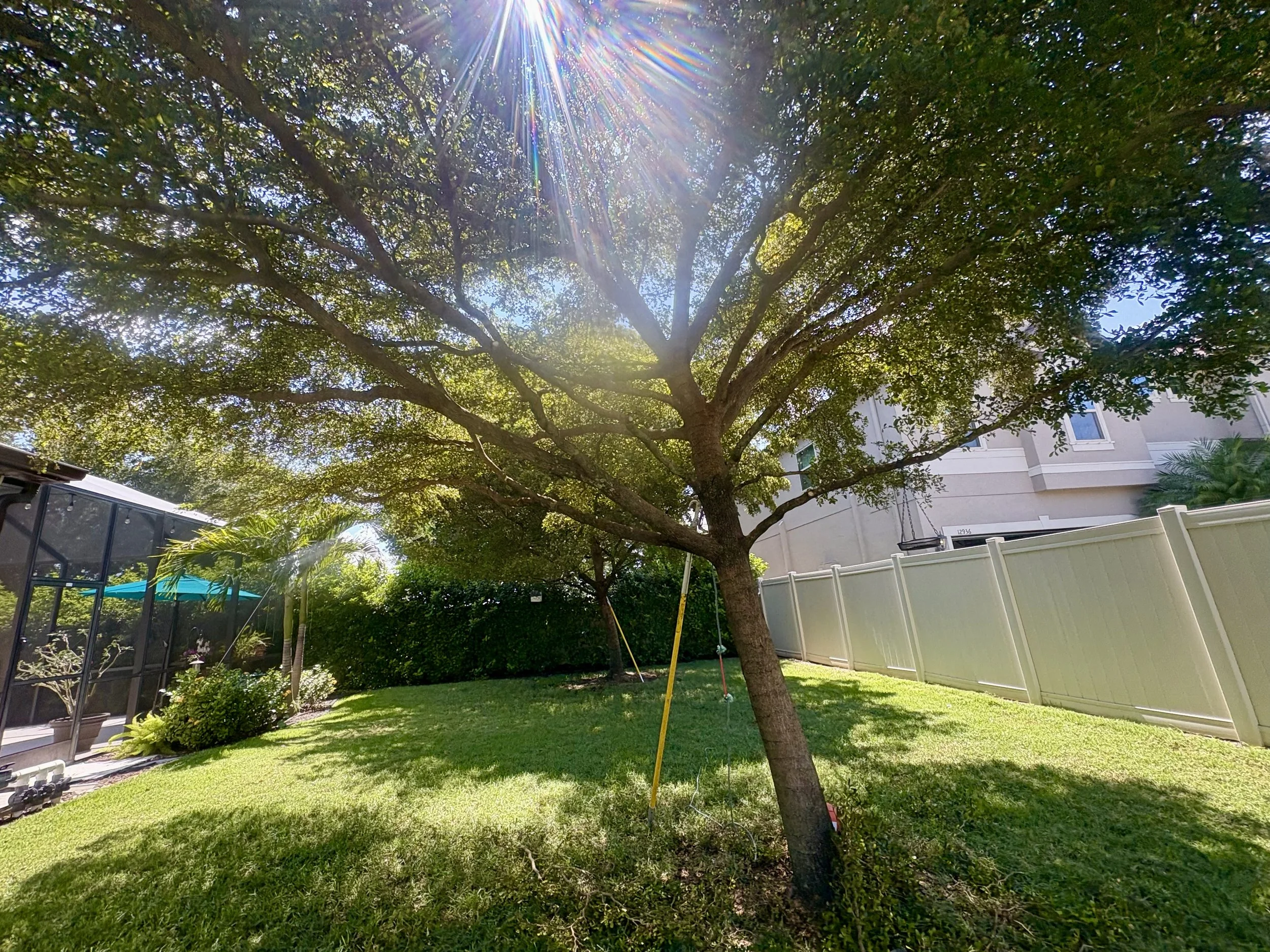 A backyard with a large tree, green grass, a white fence, and a two-story house with windows and balconies. The sun shines through the tree's leaves, creating rays of light and lens flare.