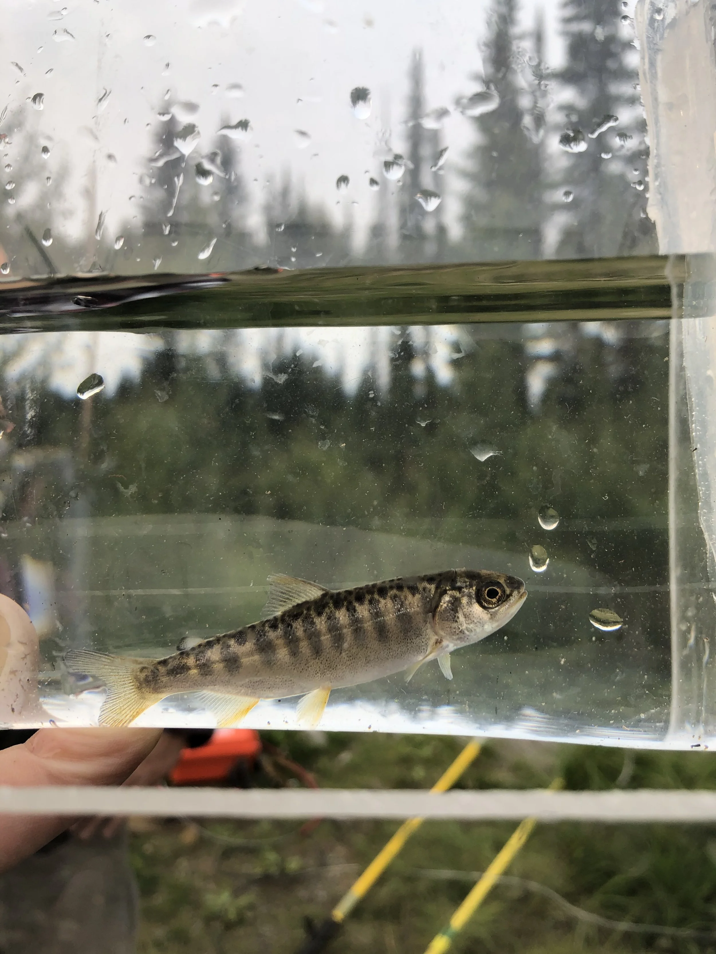 A chinook salmon in a viewing glass, held by a fisheries biologist supporting a fisheries act authorization in the Yukon