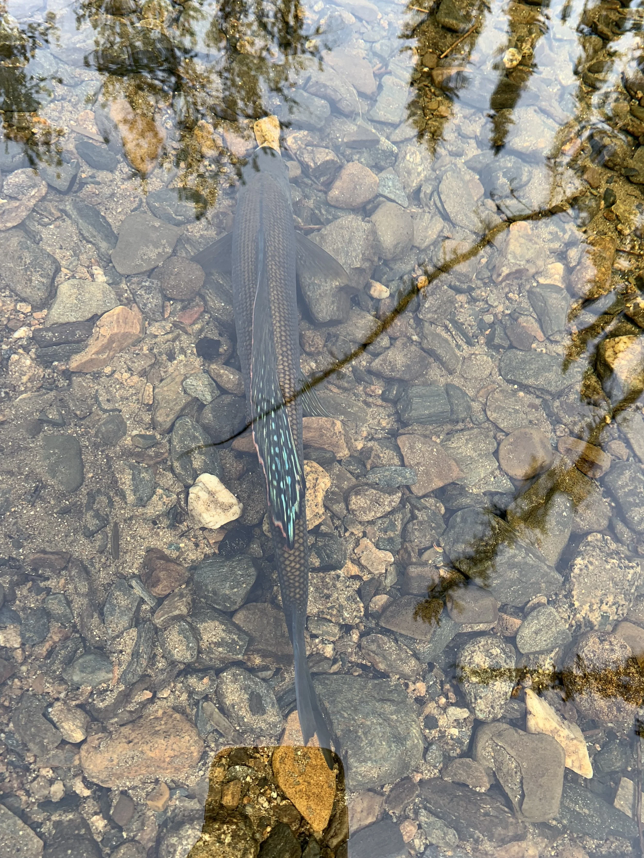 Fisheries Act Permitting
