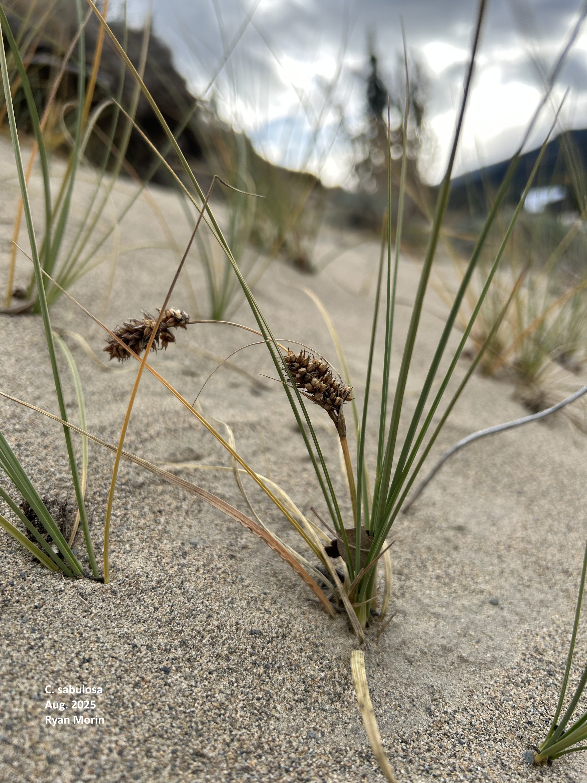 Rare Plant Surveys and Floristic Quality Assessments