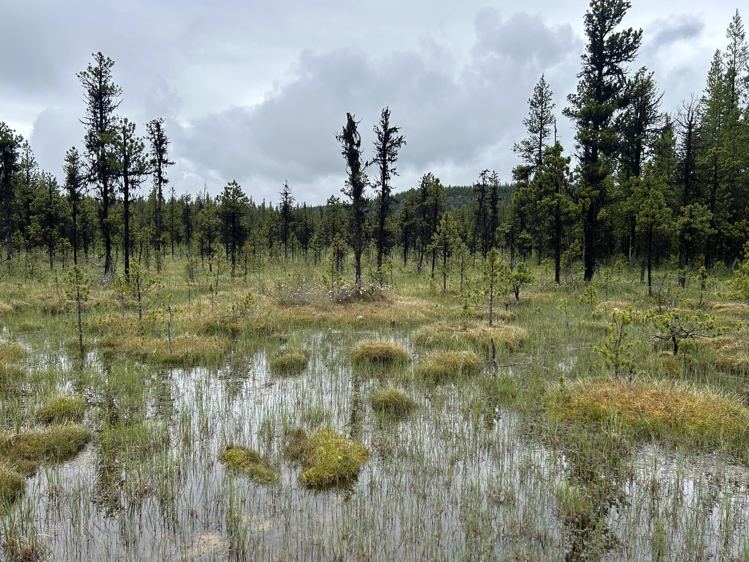 A wetland area with grass, small plants, and water, surrounded by tall pine trees, with a cloudy sky overhead. This wetland has been classified and delineated by a QEP R.P.Bio to support an environmental assessment.