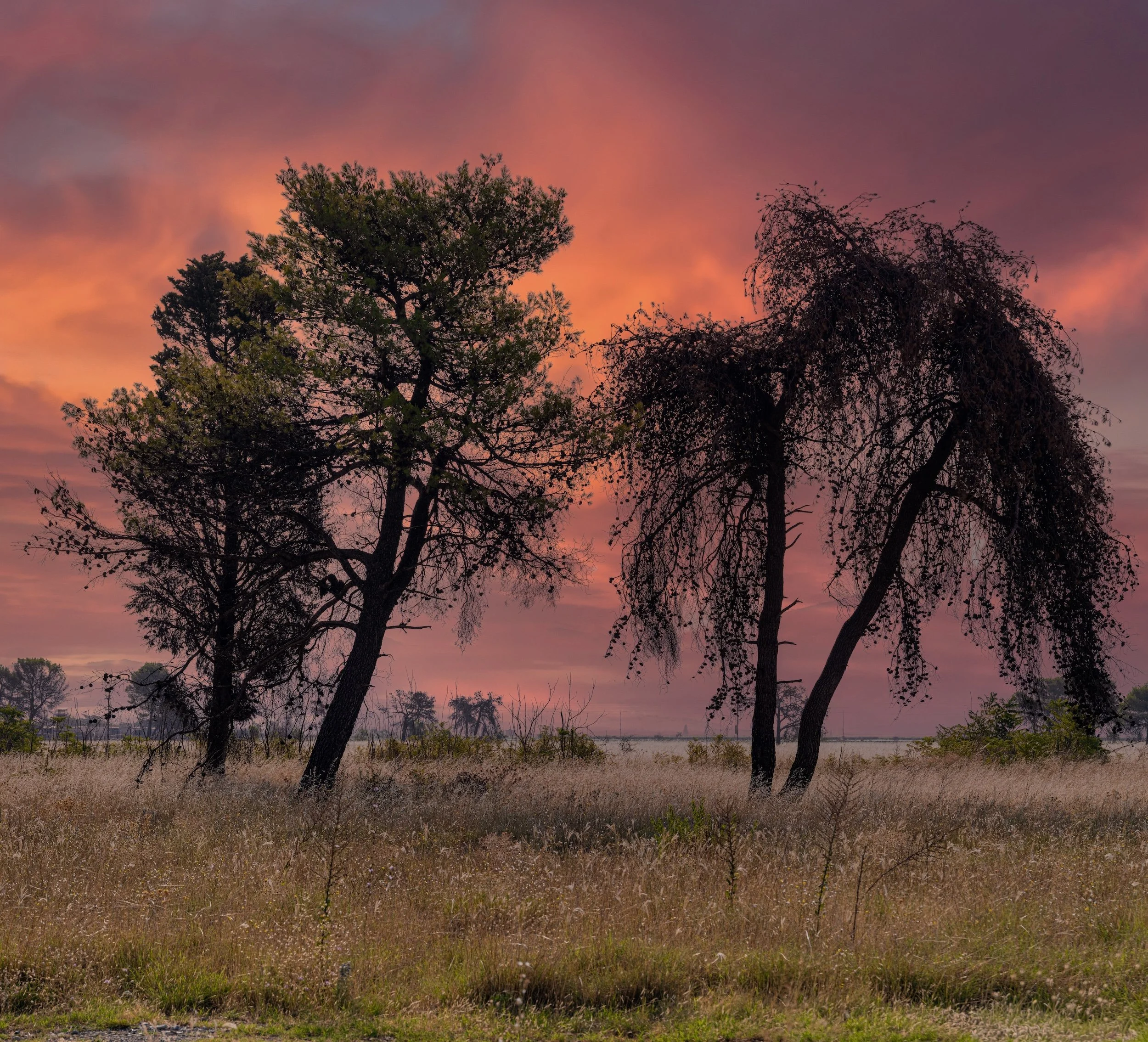 Trees with pink and purple sunset sky and grassy field in the foreground.
