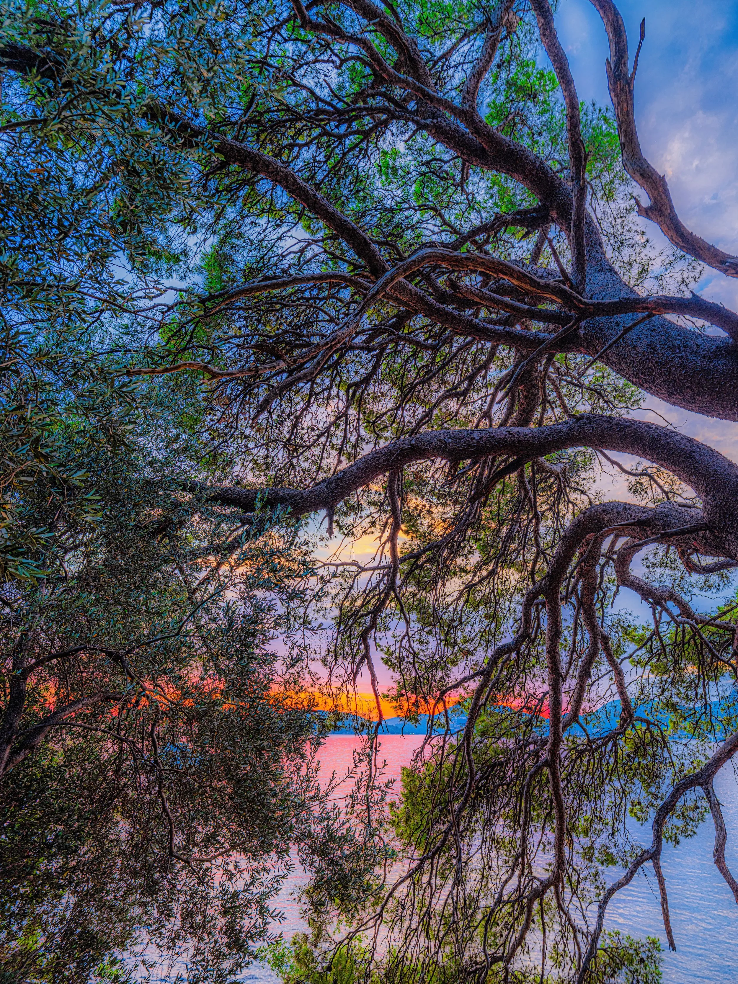 Trees with twisted branches and green leaves overlooking a body of water during sunset with colorful sky.