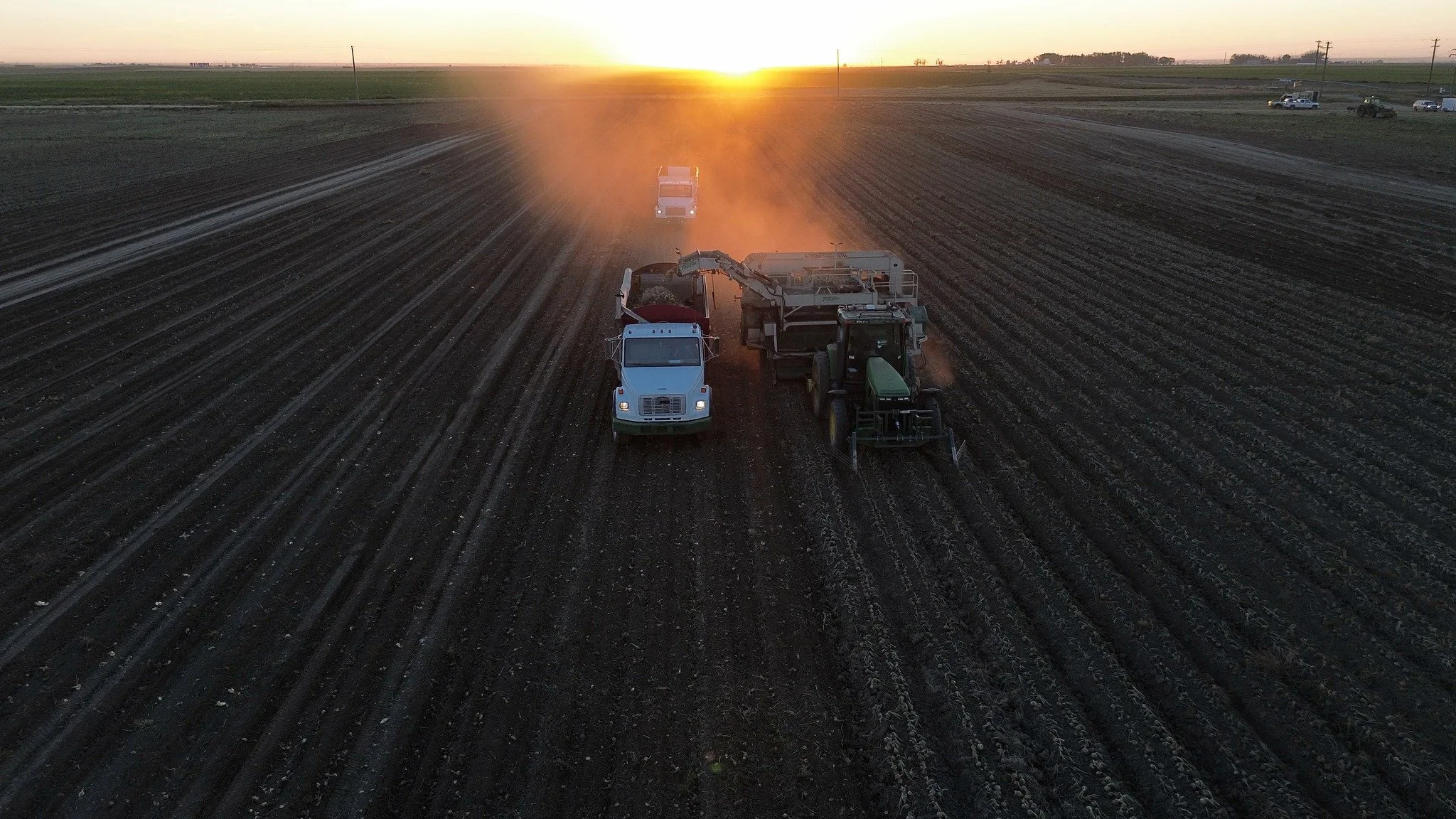 Harvest is underway in Southern Alberta. 🧅
After a season of watching, working and waiting, it&rsquo;s exciting to finally see this year&rsquo;s crop coming out of the field.
We&rsquo;re proud of the quality we&rsquo;re seeing so far and looking for