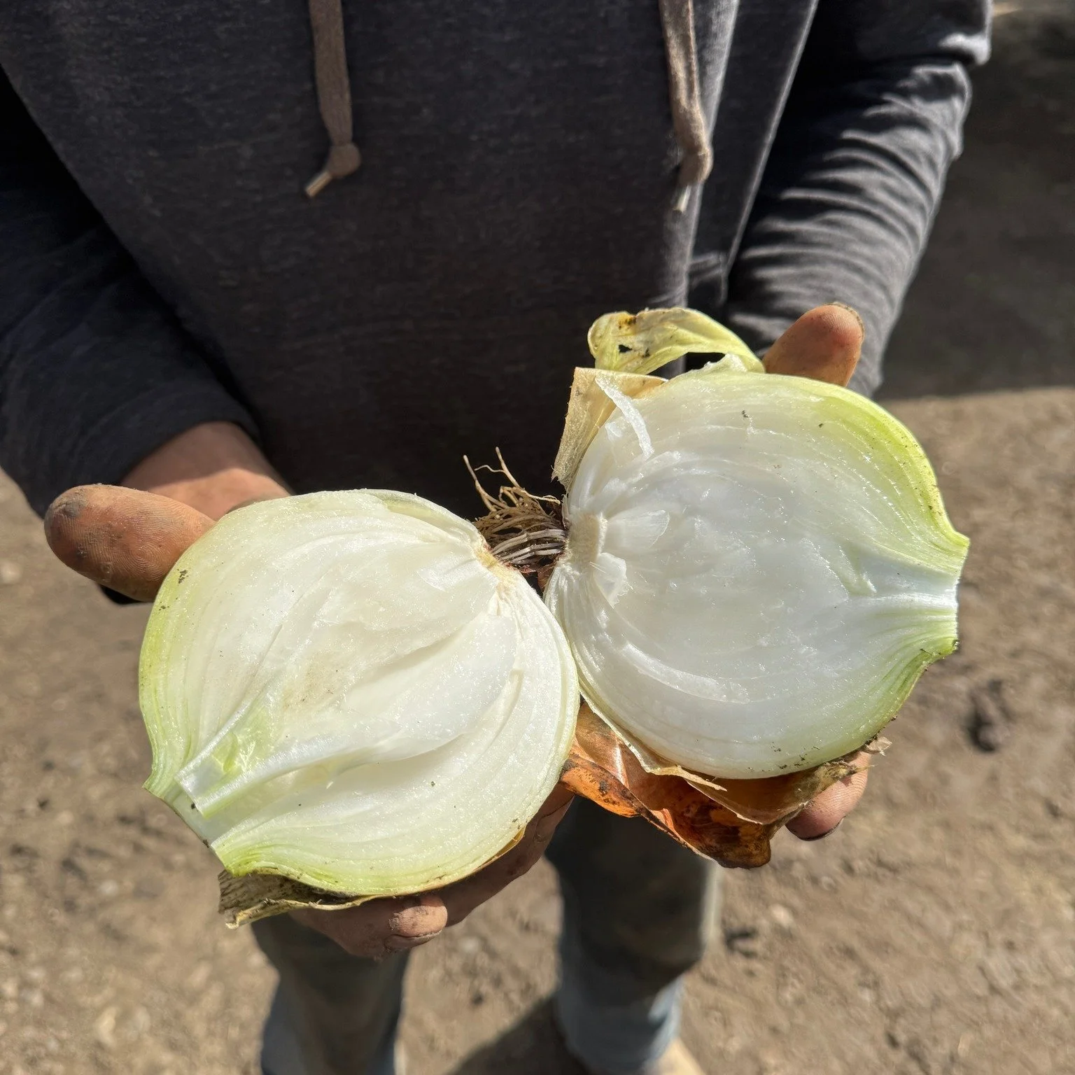 QUALITY DOESN&rsquo;T HAPPEN BY ACCIDENT.
It starts in the soil.
It continues through planting, growing, tending and harvesting.
And it shows up in the finished product.
At Northwest21, we believe premium onions are the result of doing the little thi