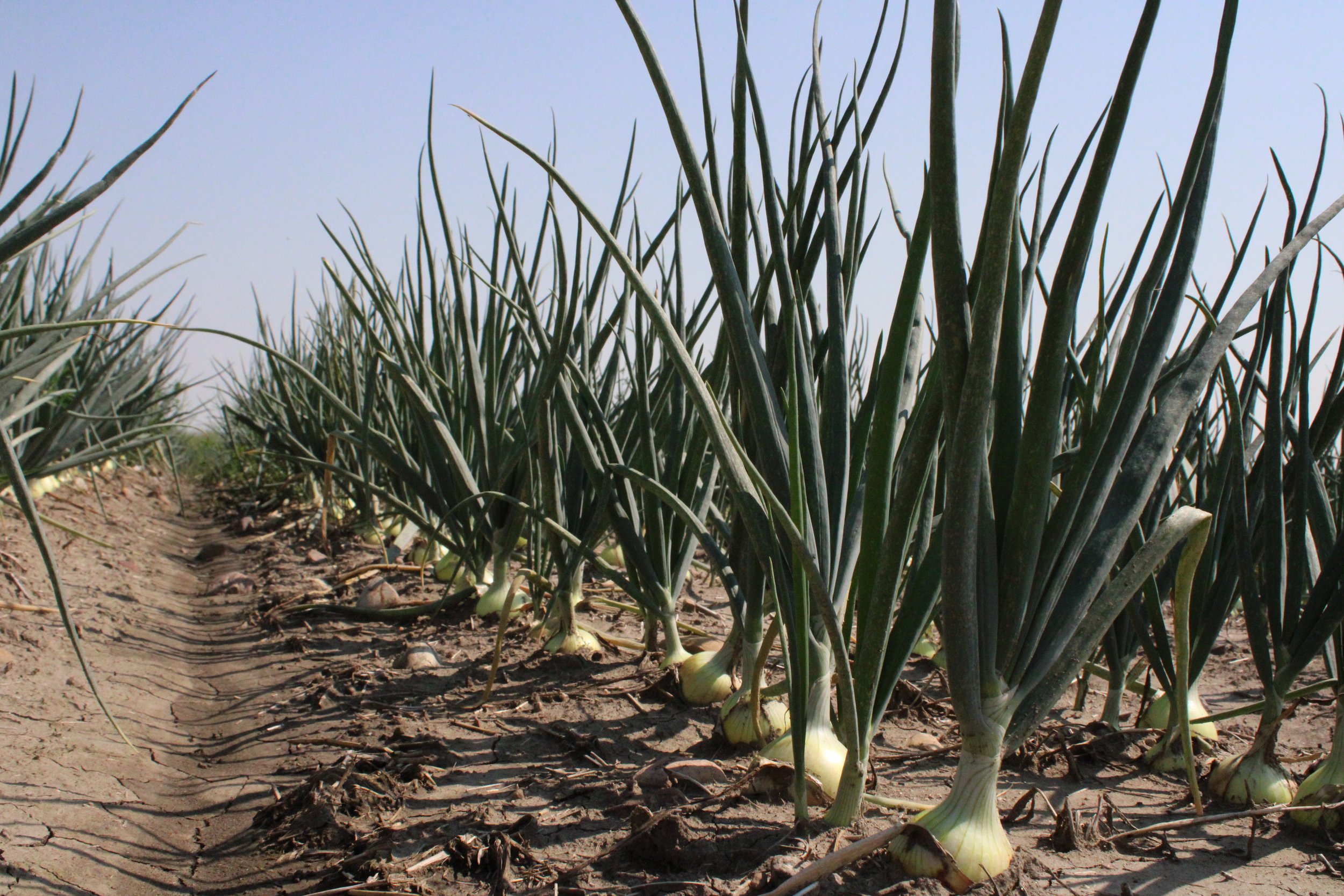 Row of onion plants growing in dry soil with green shoots extending upward against a blue sky.