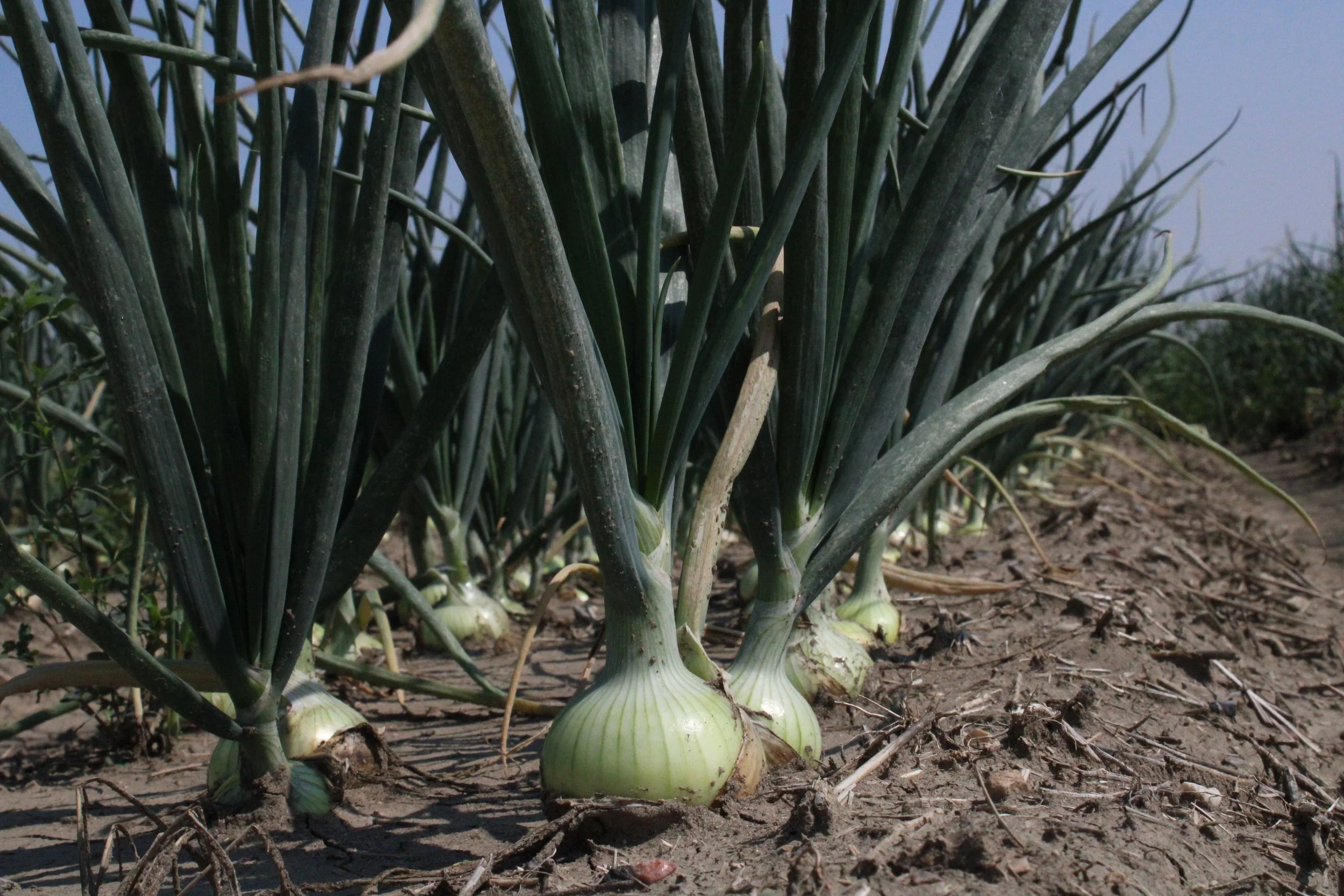 A close-up view of growing onions in a garden bed with green leafy tops and bulbous bases in soil.