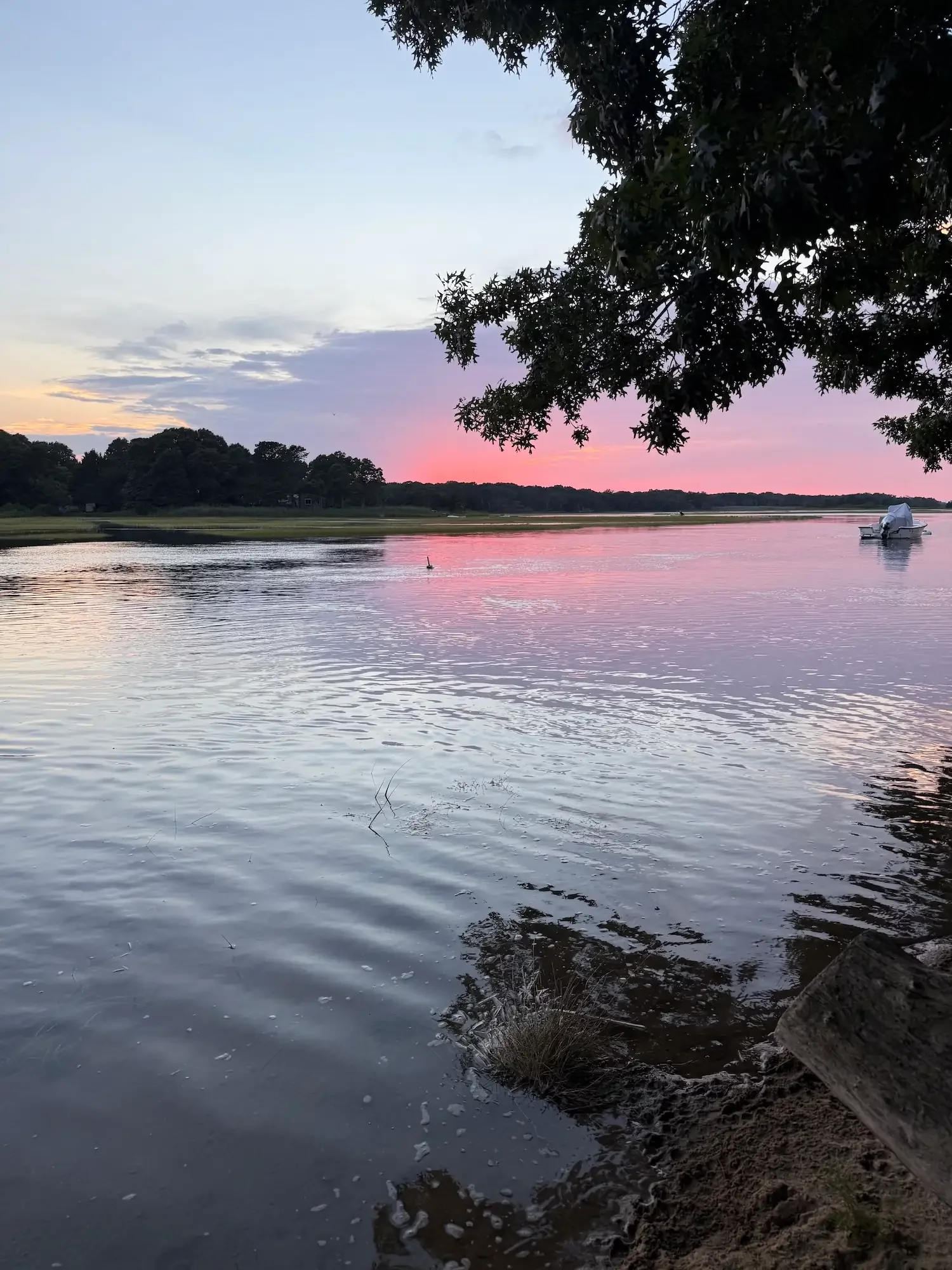 Pink and purple sunset over a calm Cape Cod marsh inlet, framed by an oak tree branch in the upper right, with a moored boat and a tree-lined far shore.