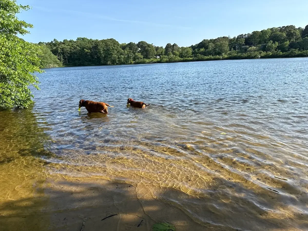 Two dogs wading in the shallow, sandy shore of a Cape Cod pond, one carrying a yellow ball in its mouth, with a tree-lined shoreline across the water.