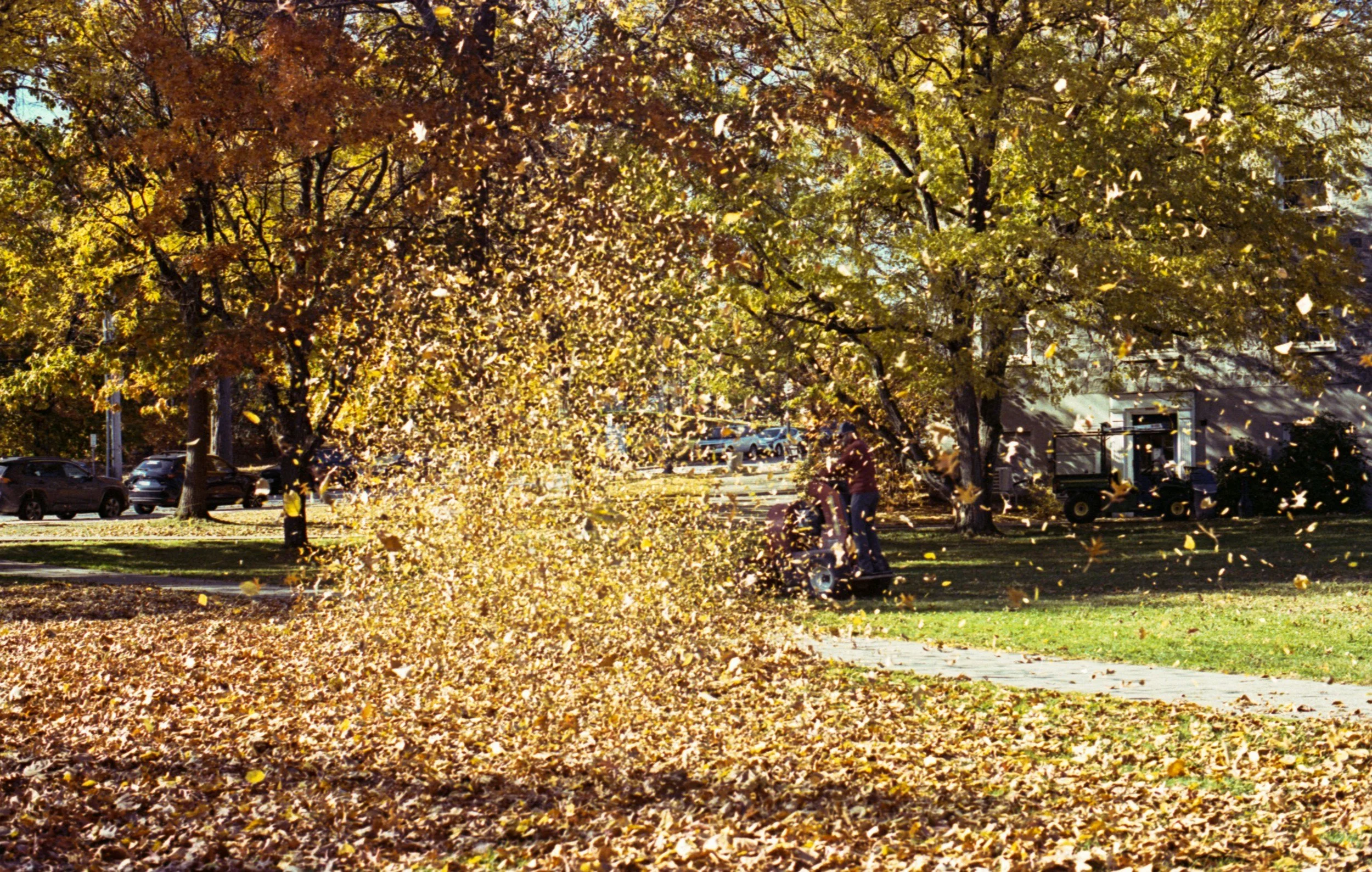 Autumn scene in a park with trees shedding yellow and orange leaves, leaves scattered on the ground and falling through the air, with people and cars visible in the background.
