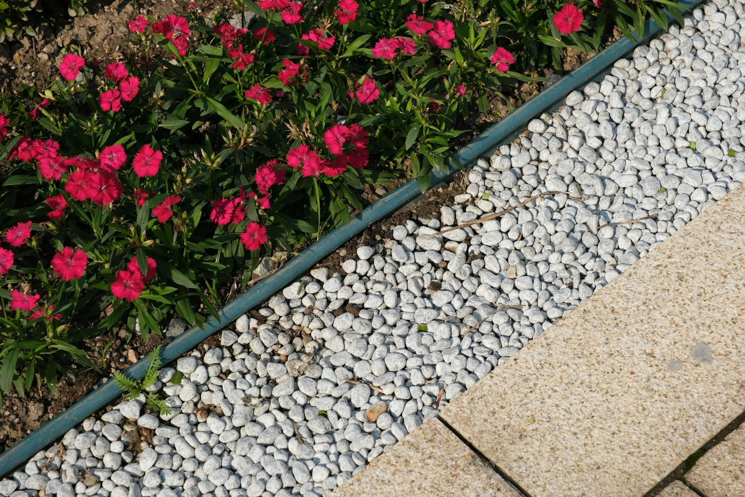 Close-up of a garden bed with pink flowers, a plastic border, and gravel pathway.