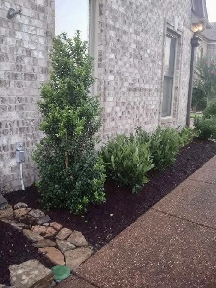 A landscaped garden bed next to a brick house wall with a shrub, smaller bushes, stones, and mulch, and a sidewalk in the foreground.