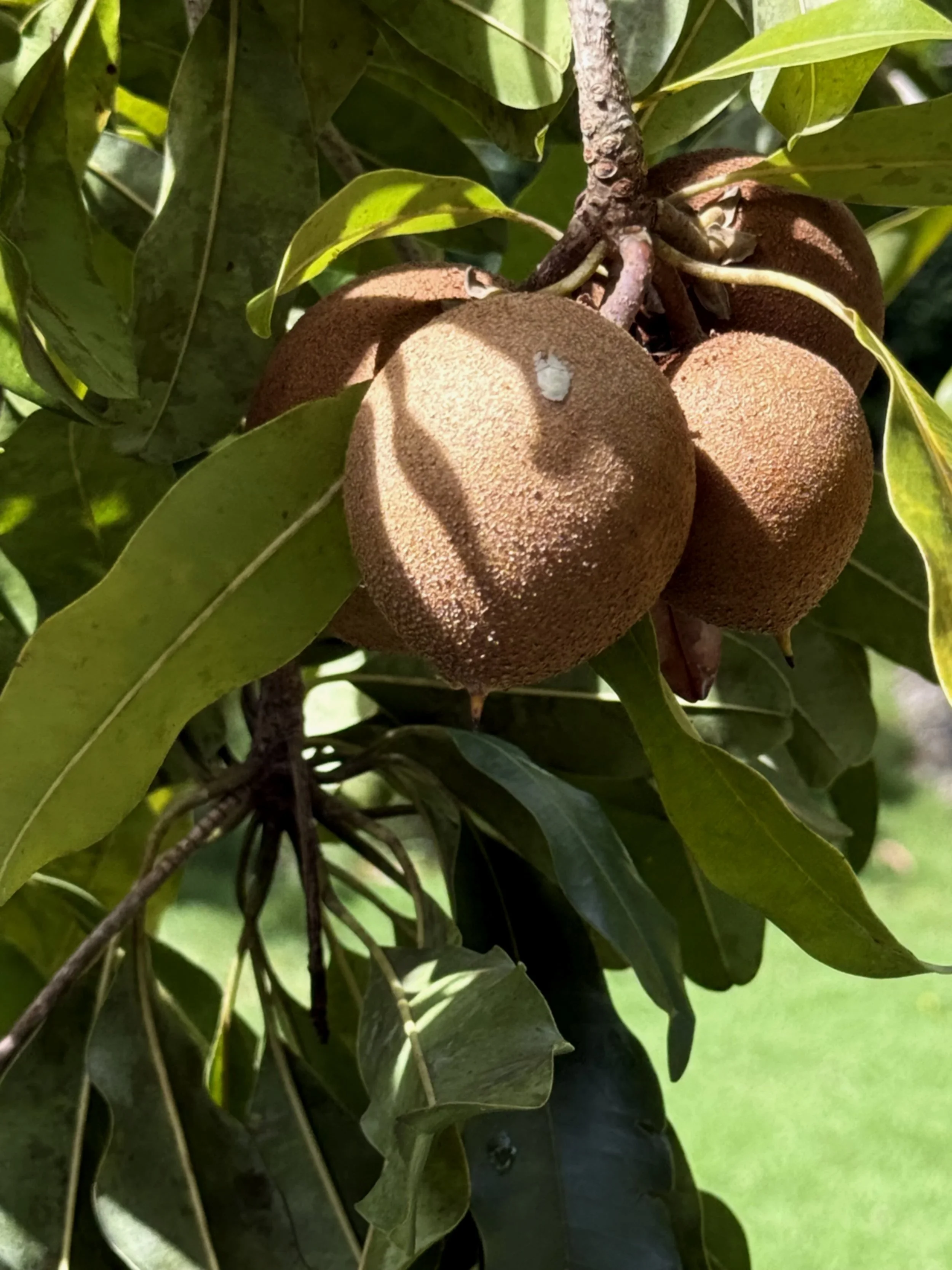 Sapodilla Tree