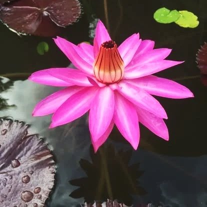 Pink Water Lilly