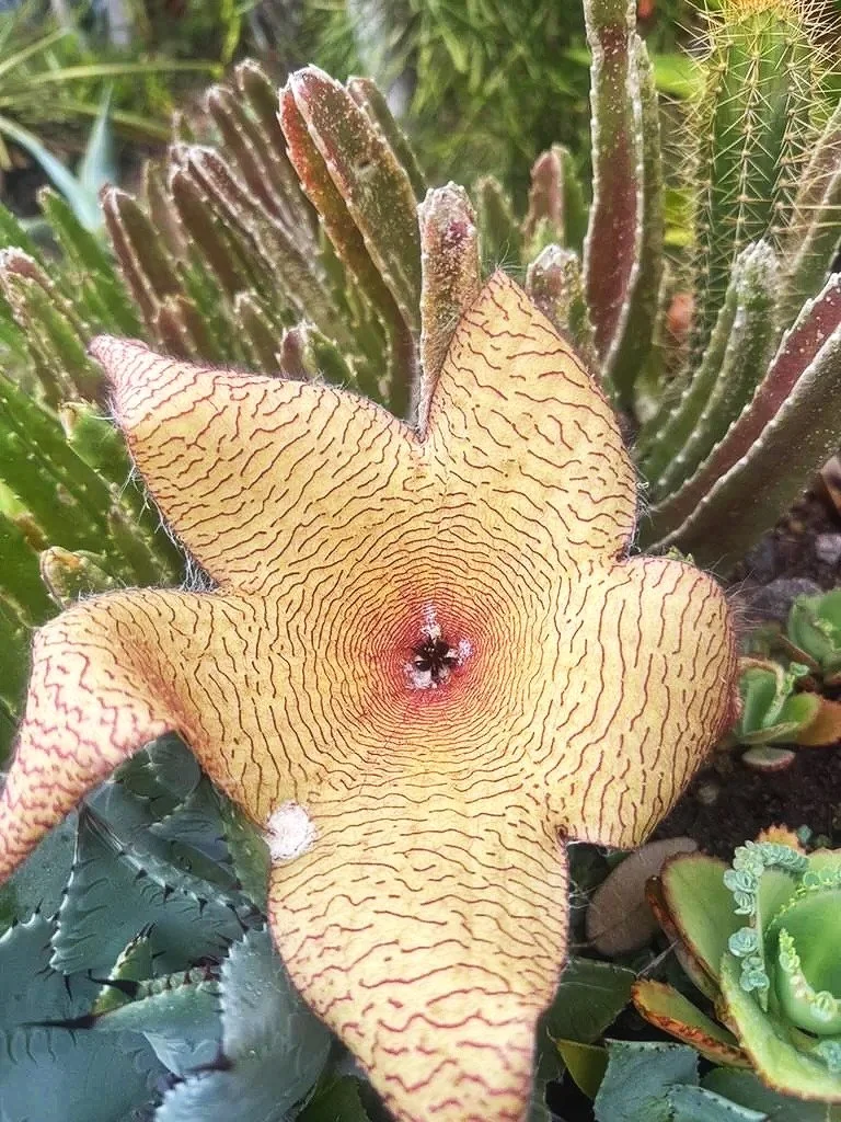 Stapelia Gigantea (Giant Starfish Flower)