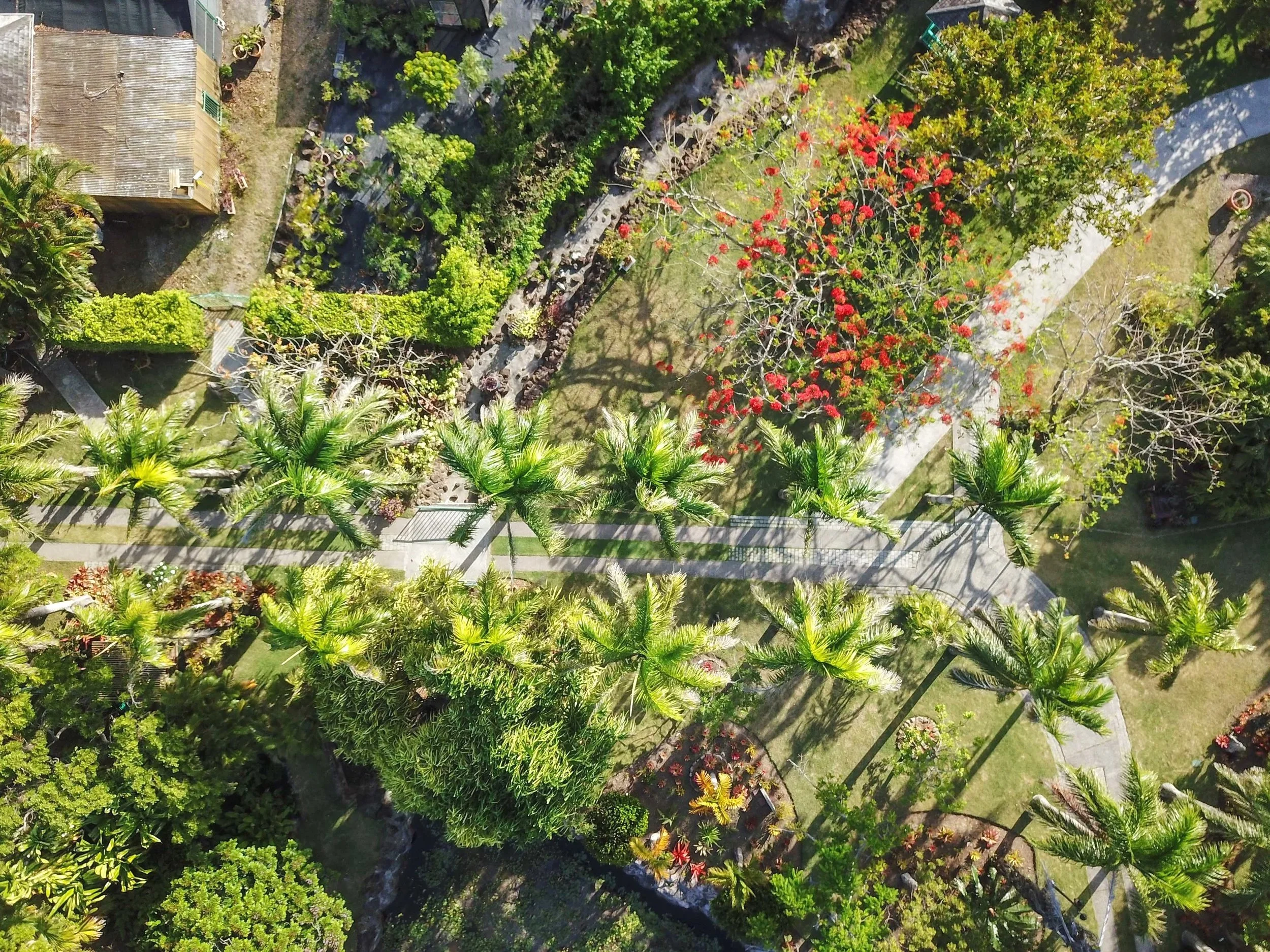 Botanical Garden Palm Lined Entryway
