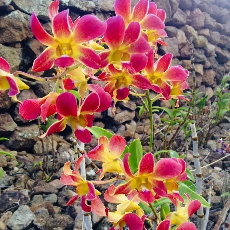 Dendrobium "Morning Sun"