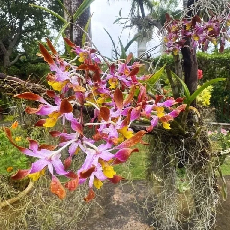 Dendrobium "Enobi Splash"