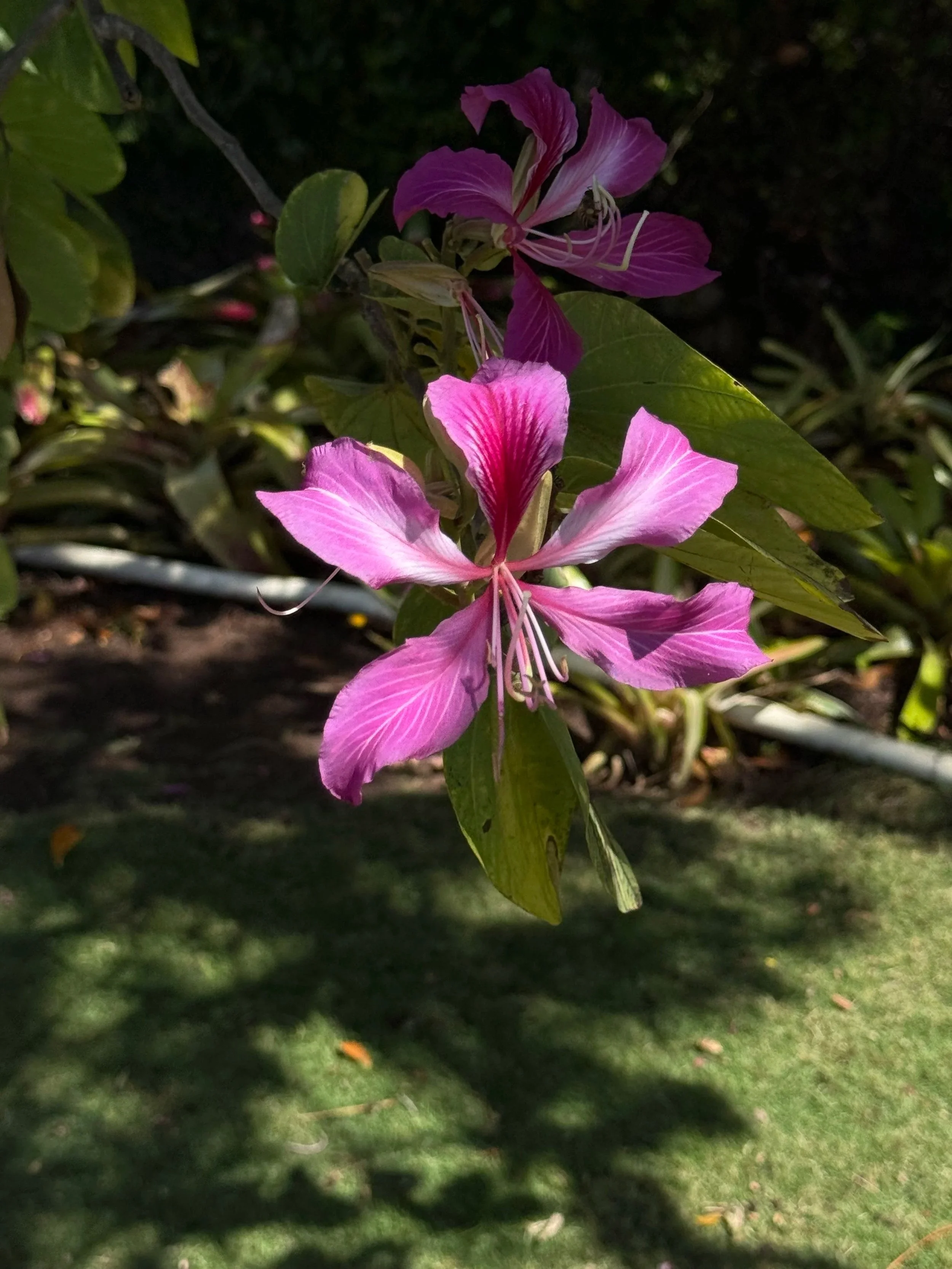 Bauhinia Purpurea Orchid Tree