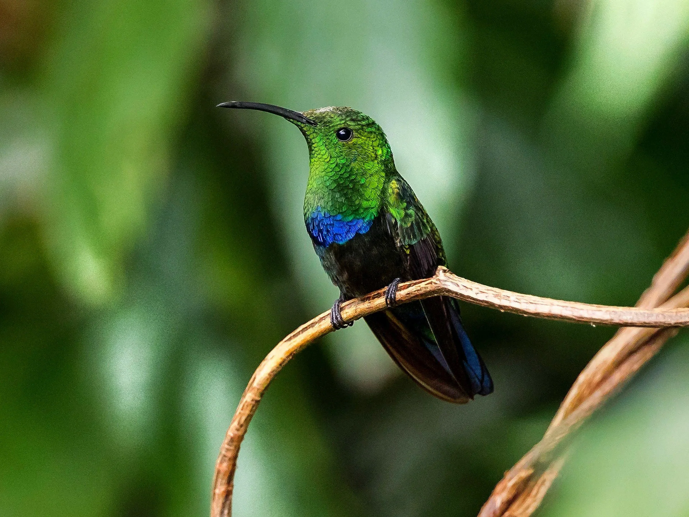 Green Throated Carib