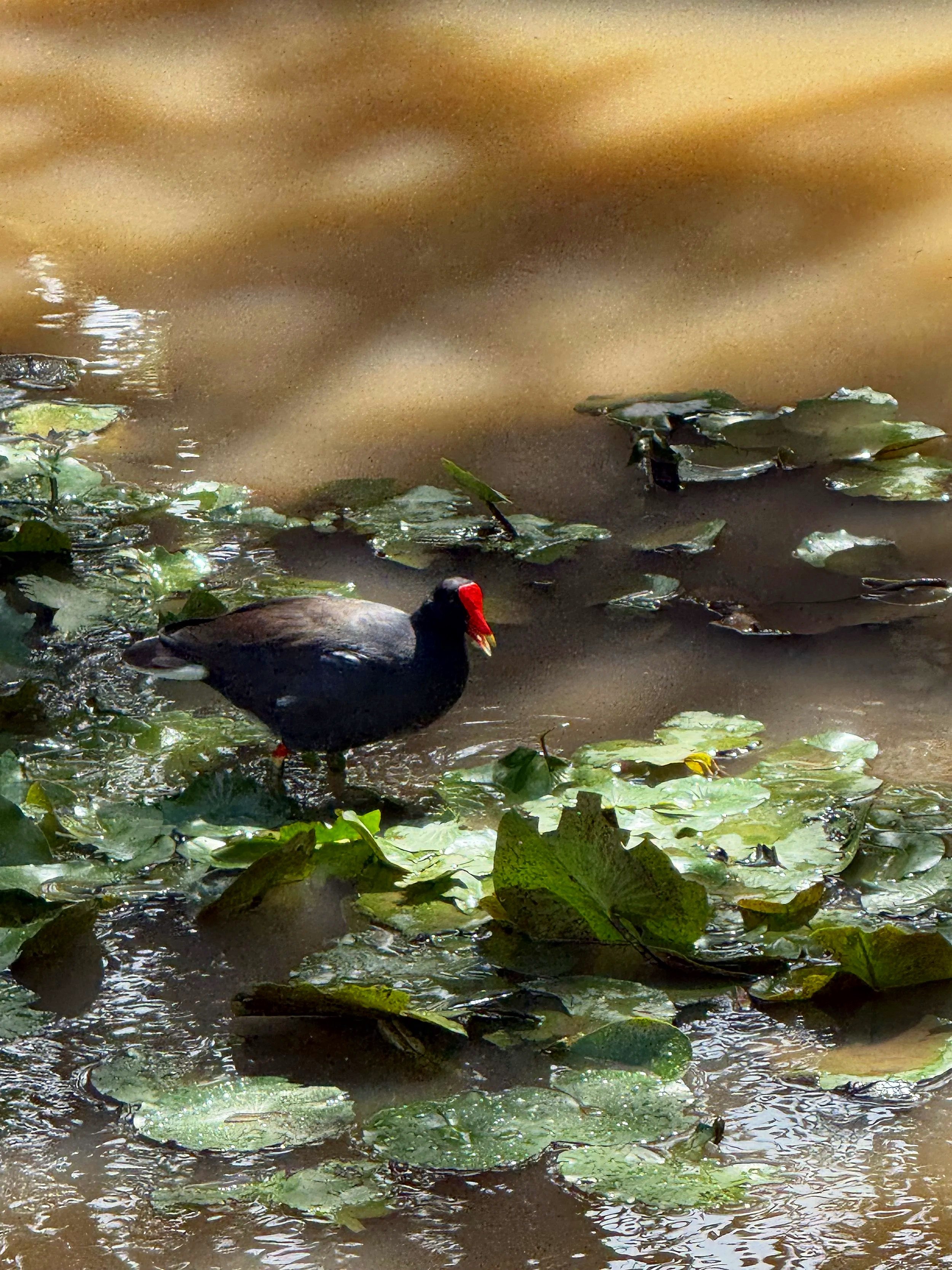 Common Gallinule