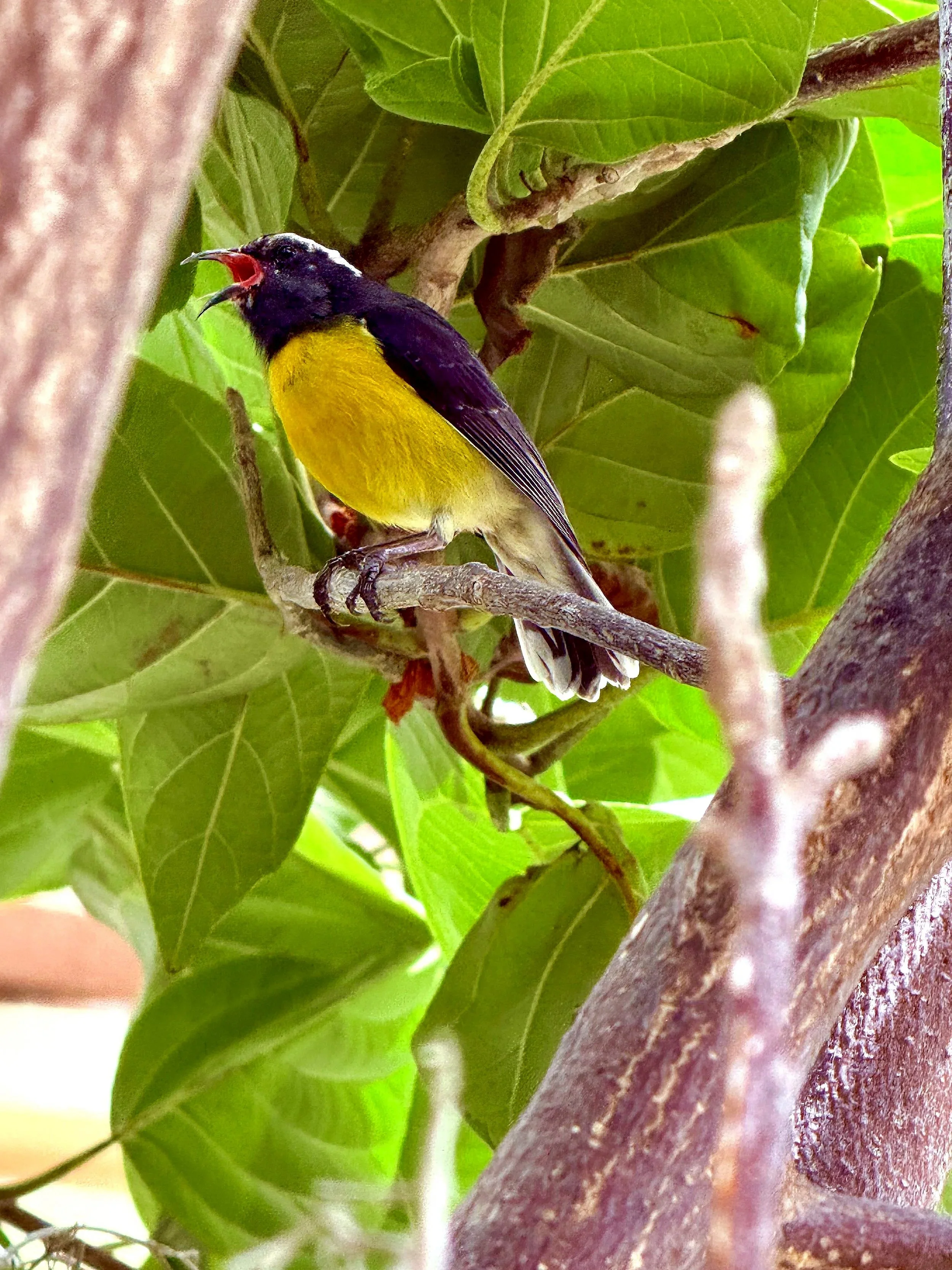 Bananaquit
