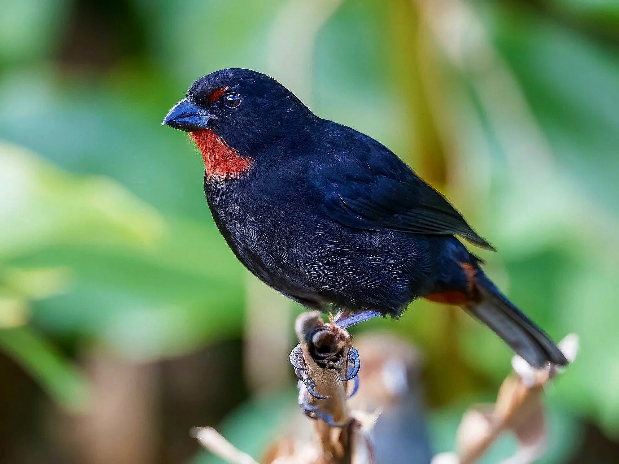 Lesser Antillcan Bullfinch.