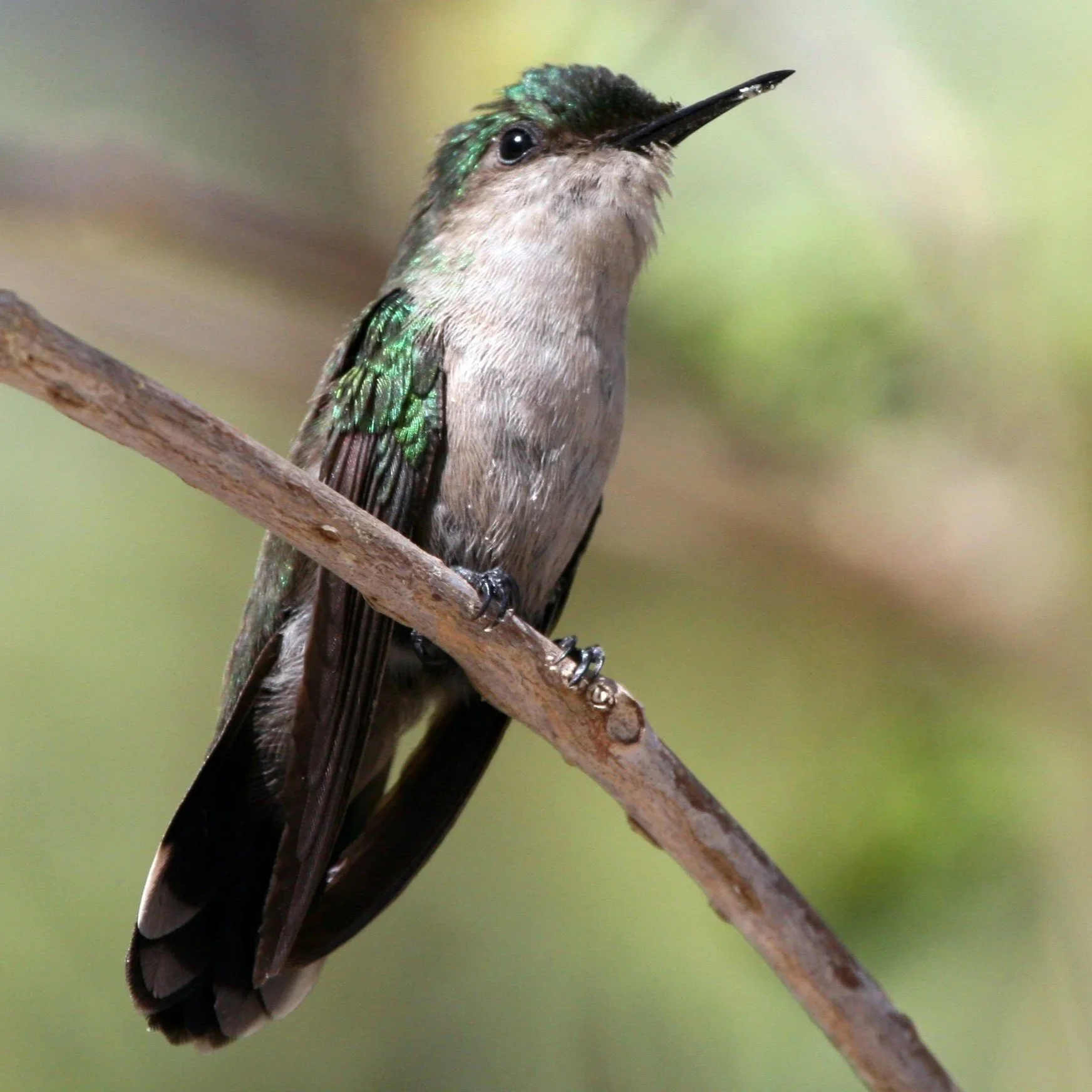 Antillean Crested Hummingbird