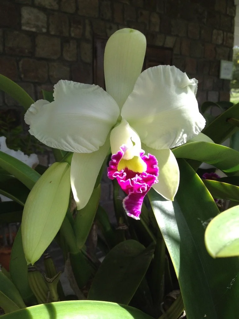 Cattleya (Corsage)  Orchid.jpeg