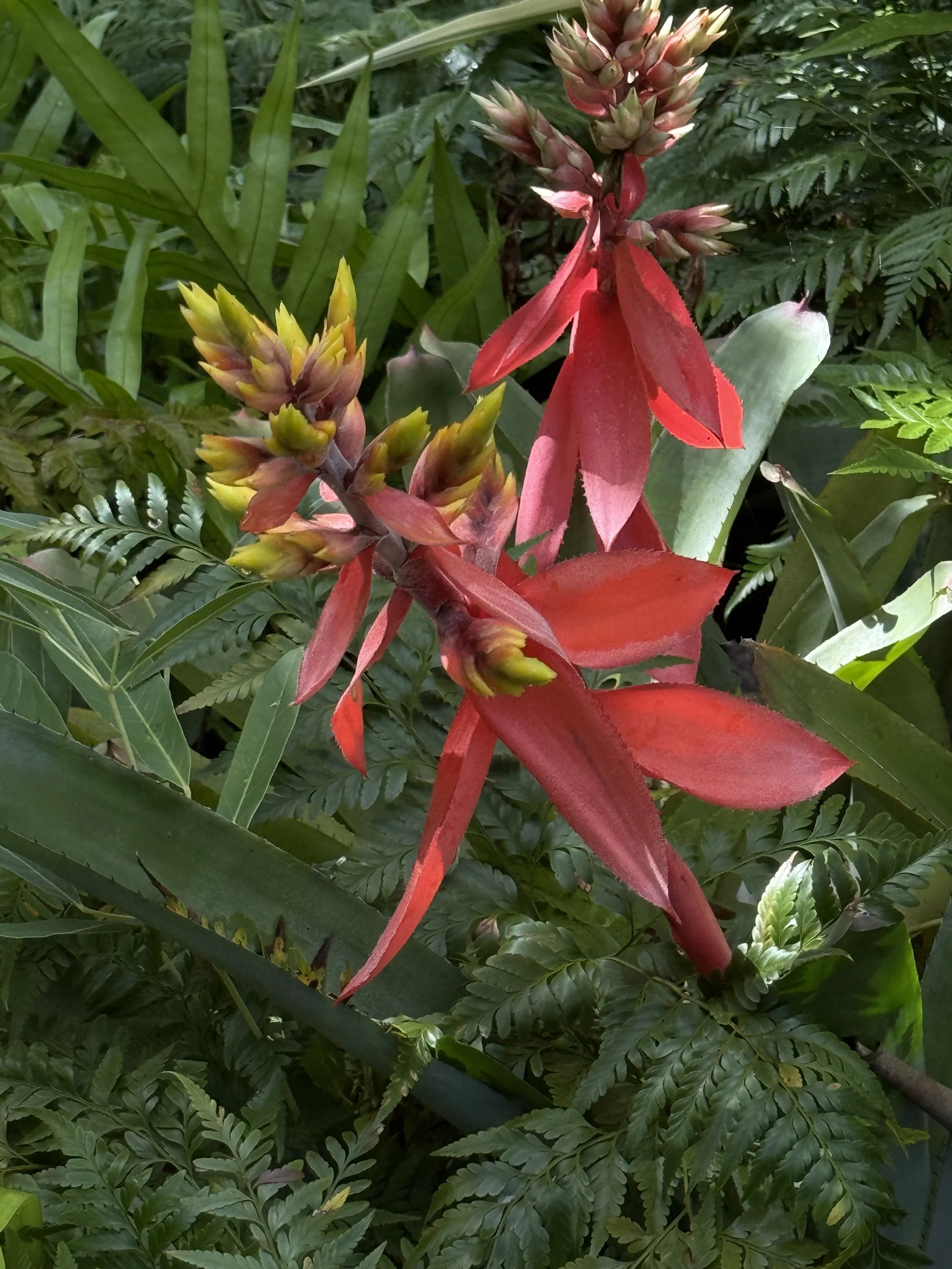 Aechmea "Little Harv" Bromeliad