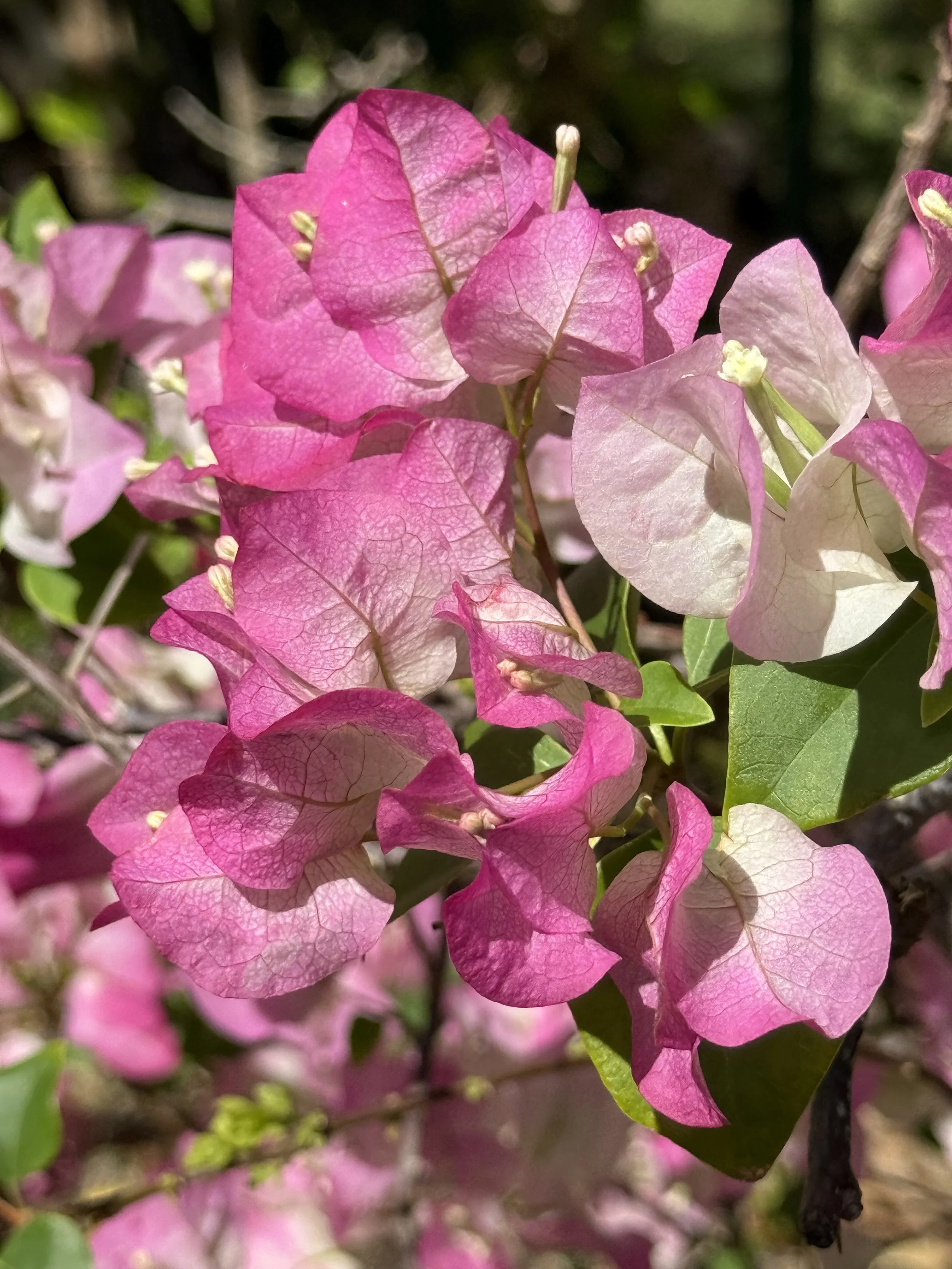 Bougainvillea is a thorny tropical vine famous for its bright, papery colorful bracts that surround tiny white flowers.