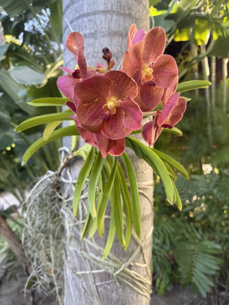 Vanda Pedro "Jairak" 