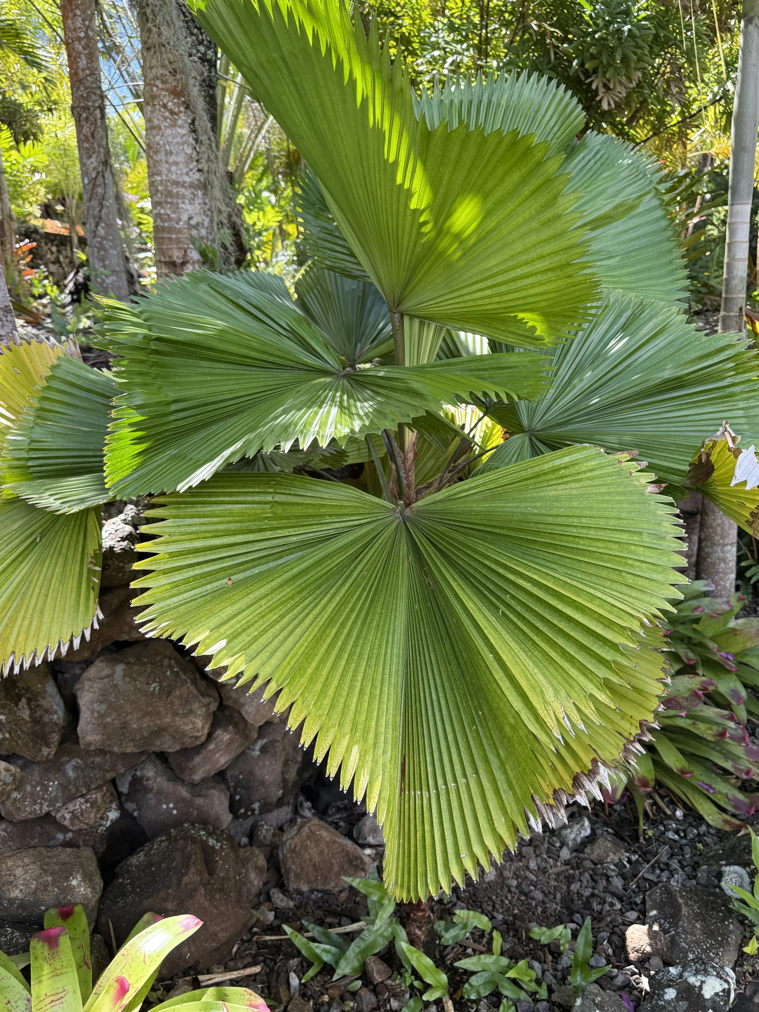 Ruffled Fan Palm