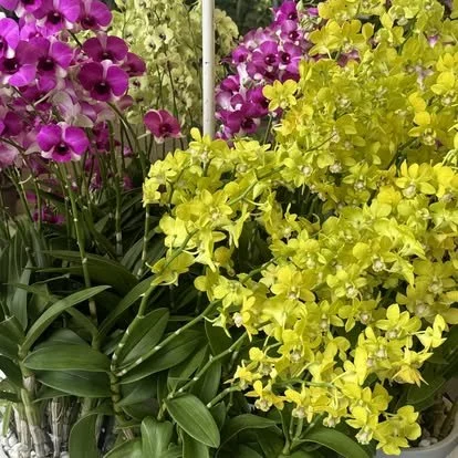 Dendrobium Orchid Blooms