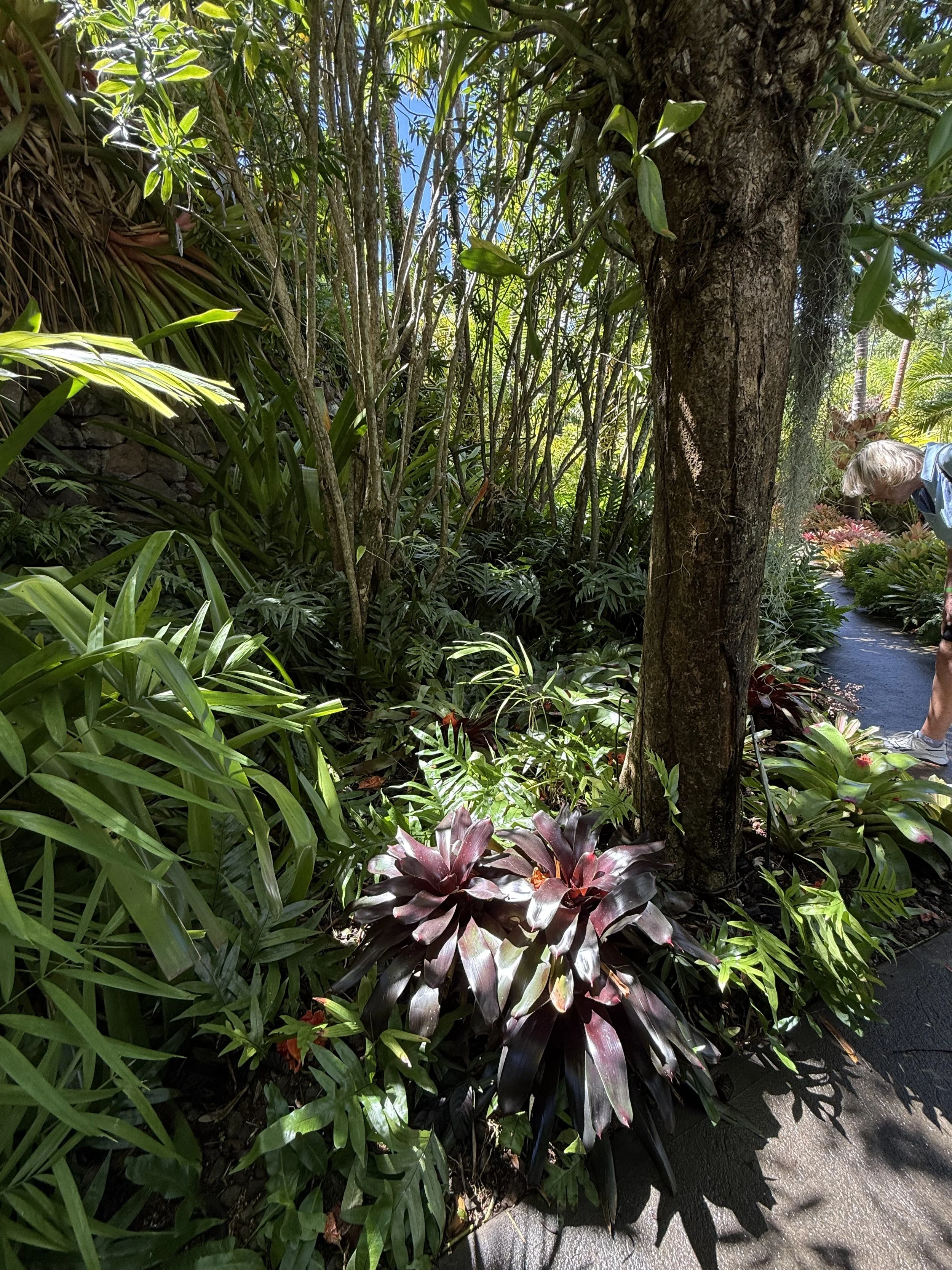 Neoregelia Bromeliad