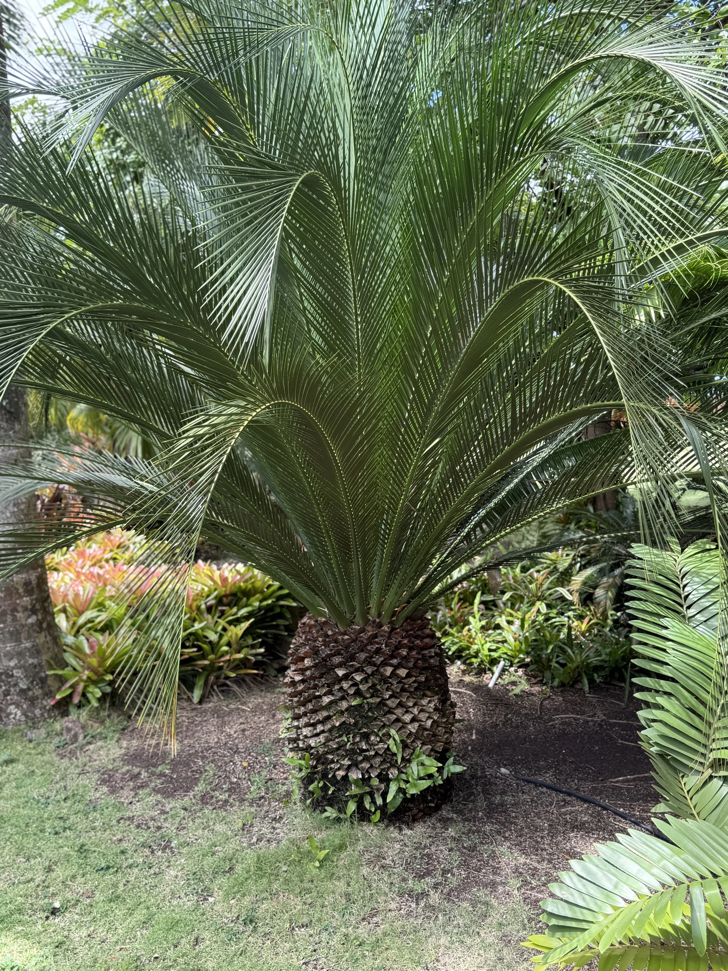 King Sago Palm