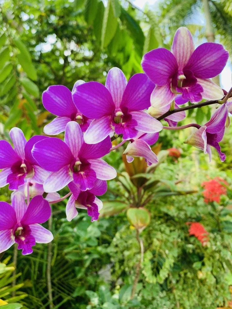 Dendrobium Orchid With Jumbo Flowers