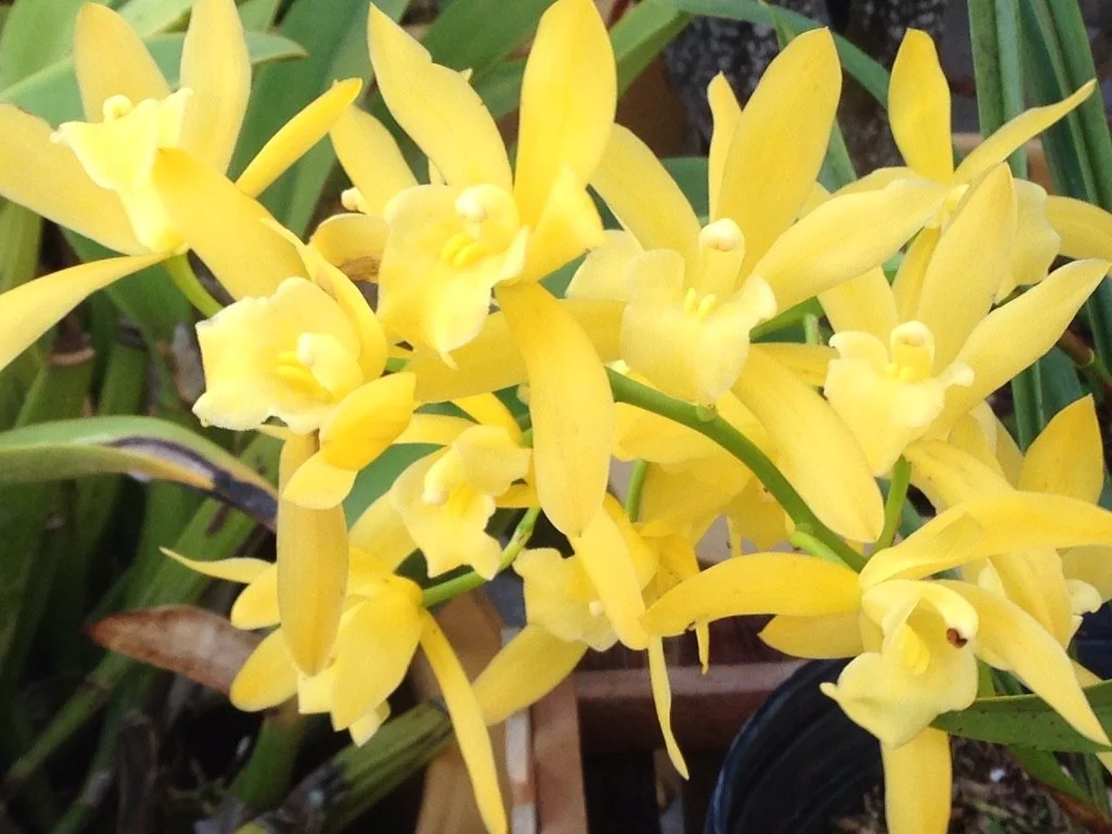 Cymbidium Golden Elf