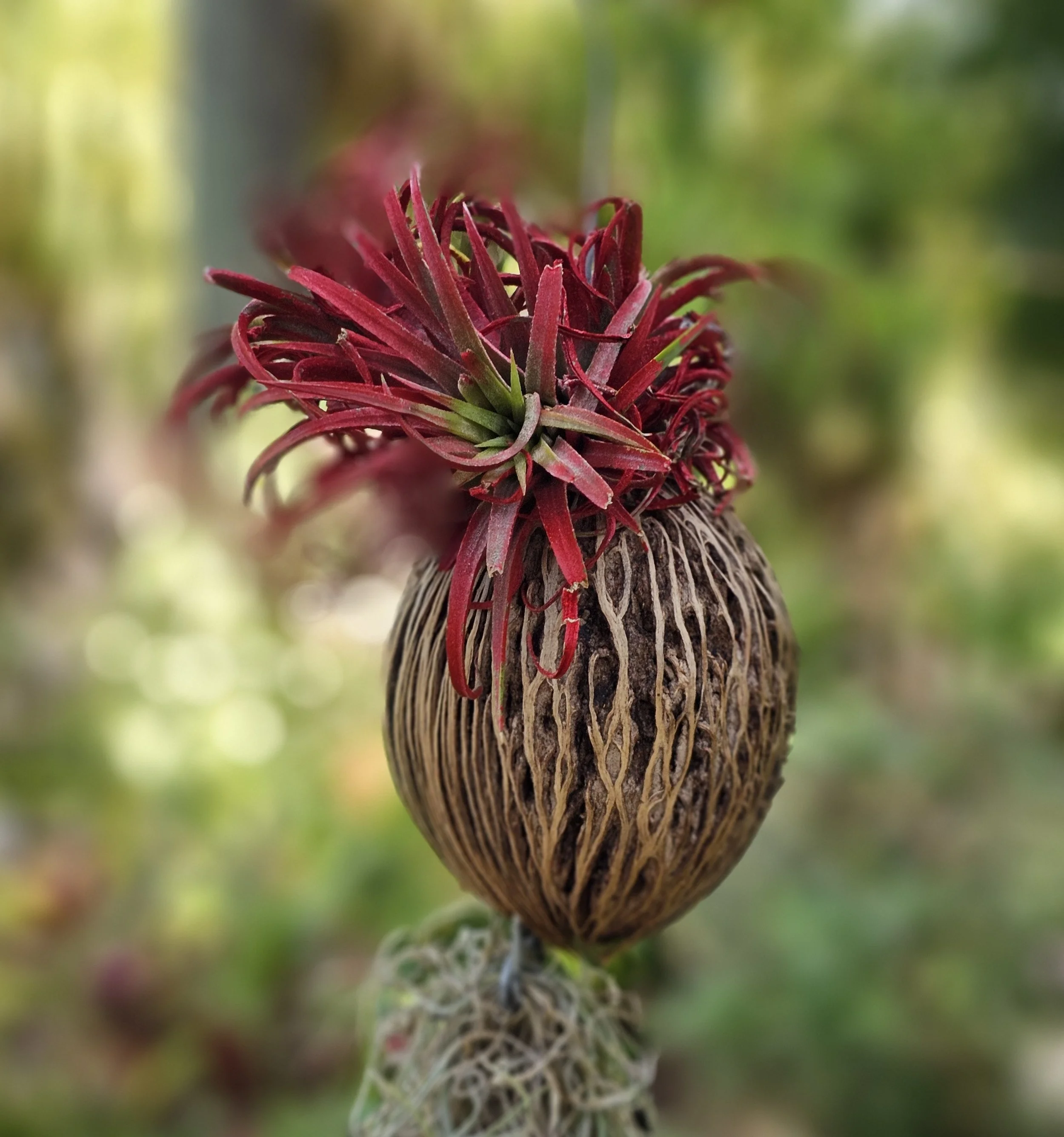 Tillandsia Ionantha (Air Plant)